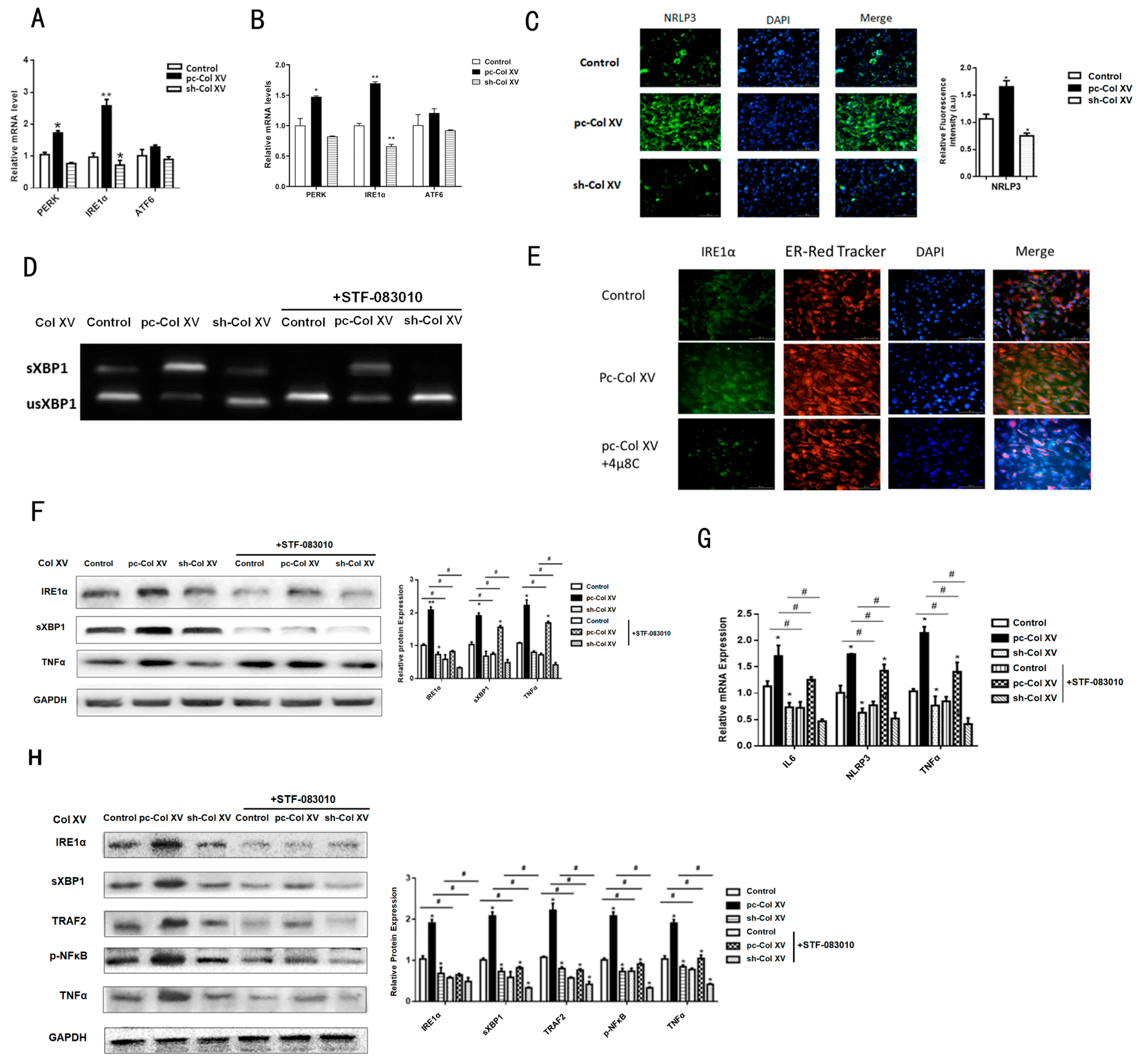 Ijms 22 09997 g005 Ijms 22 09997 g005