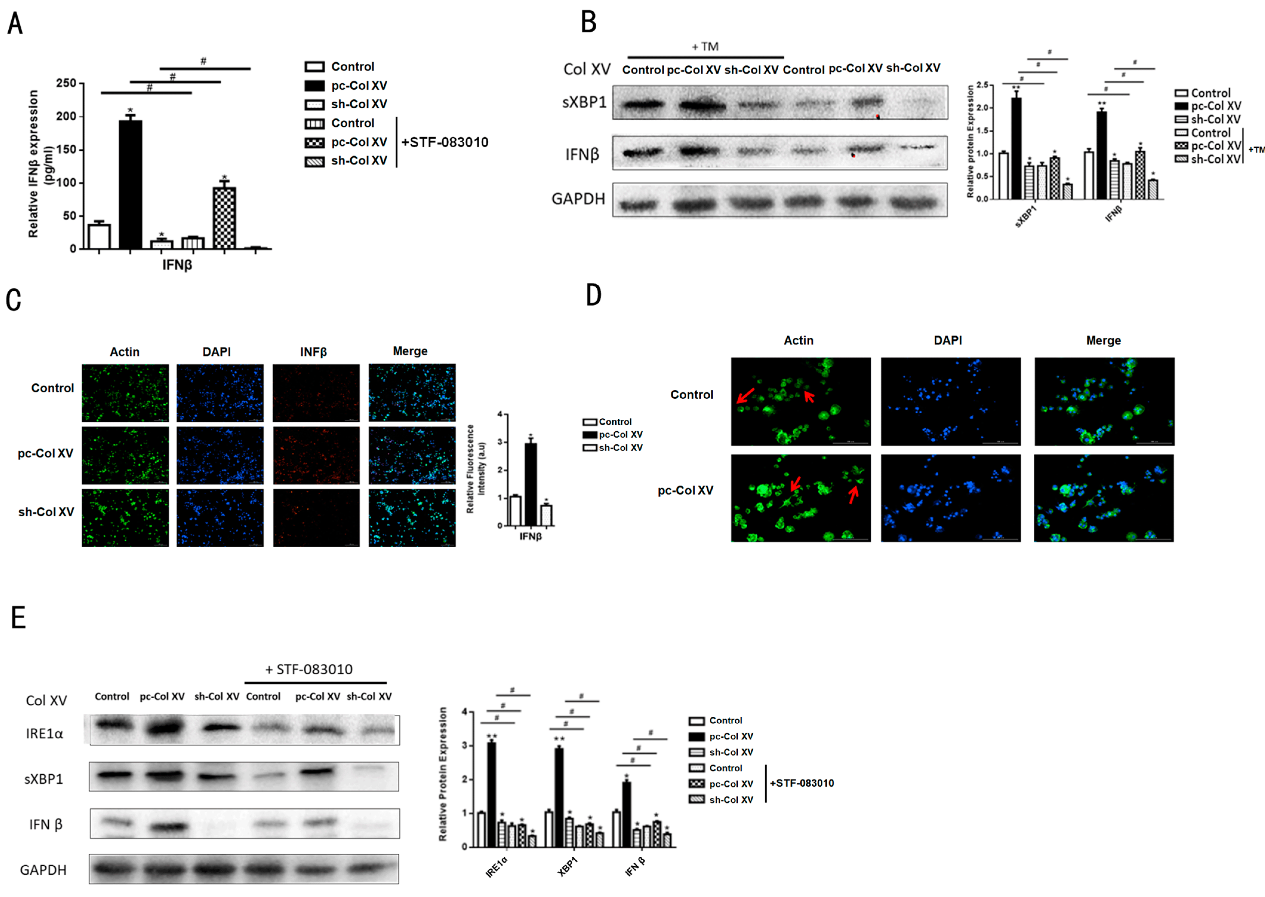 Ijms 22 09997 g007 Ijms 22 09997 g007