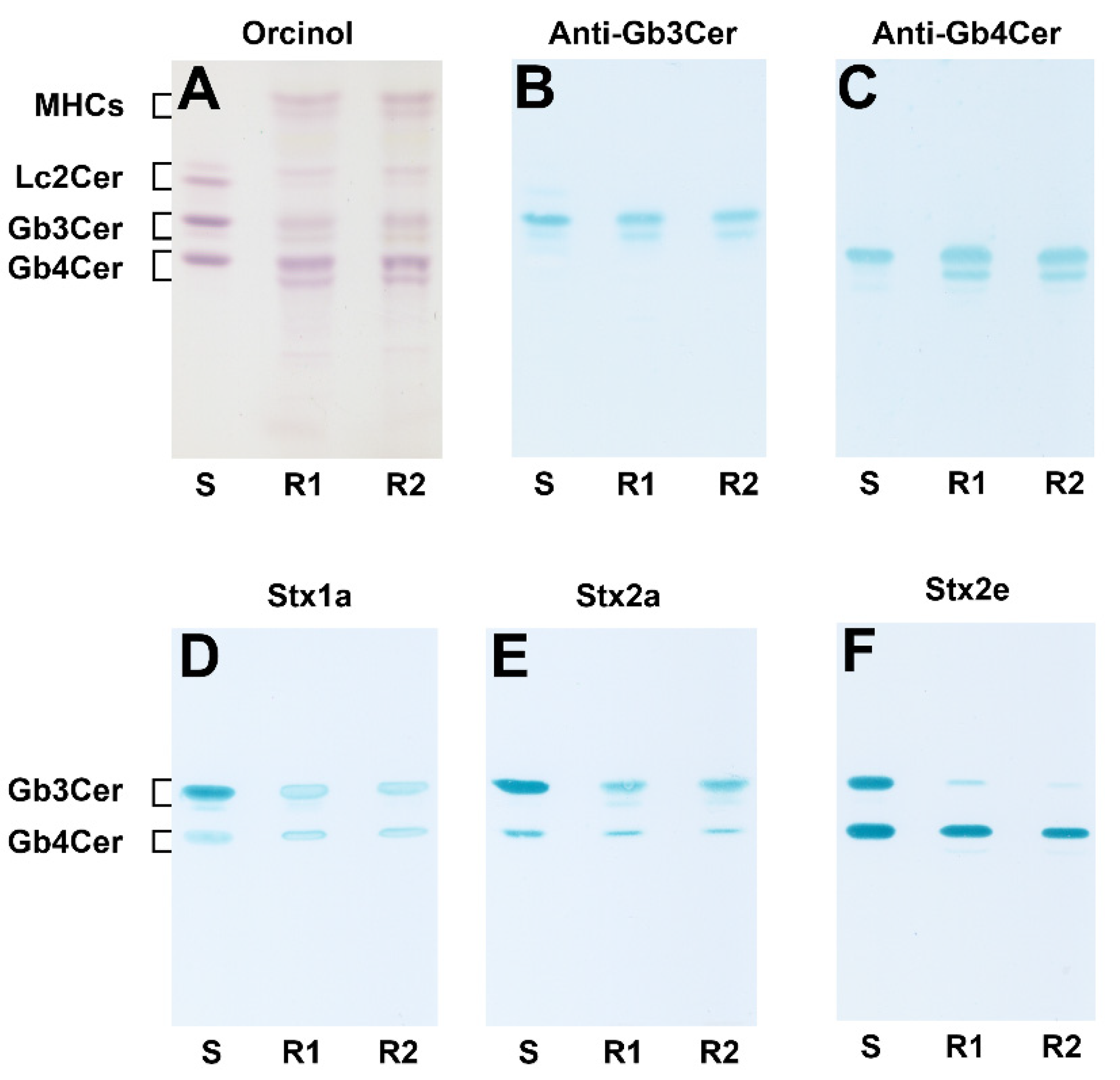 Ijms 22 10002 g001 Ijms 22 10002 g001
