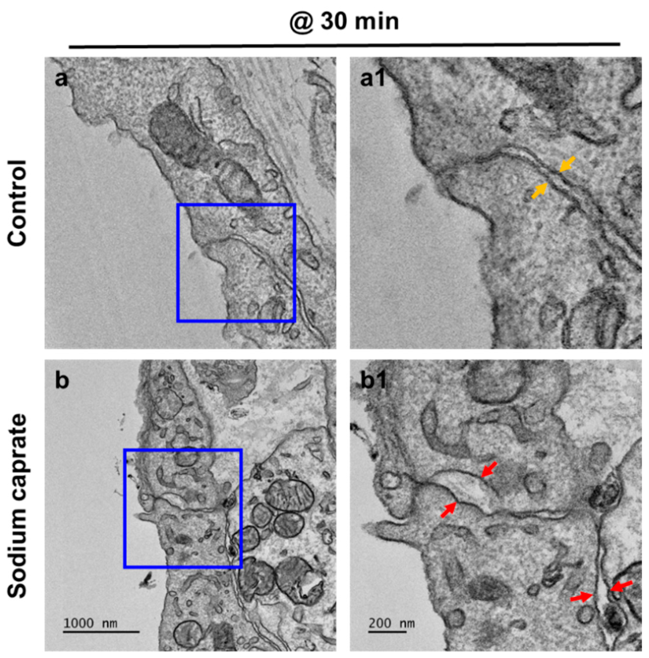 Ijms 22 10061 g001 Ijms 22 10061 g001