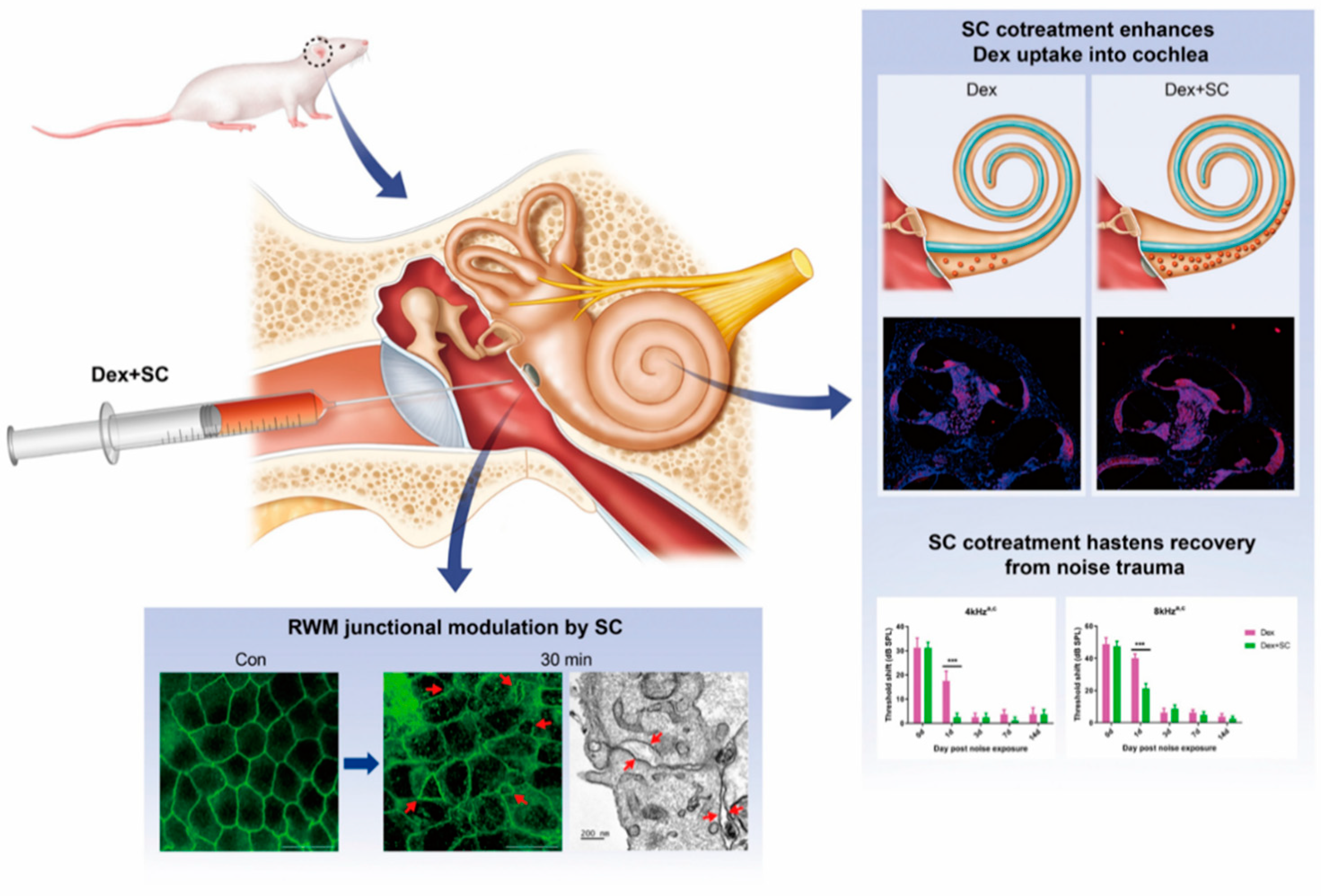 Ijms 22 10061 g007 Ijms 22 10061 g007