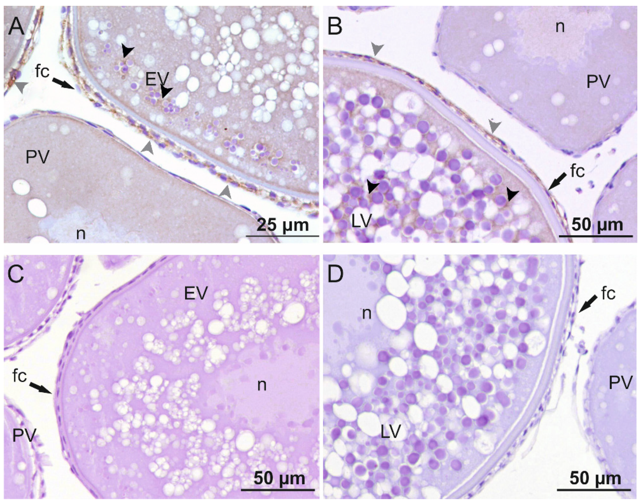 Ijms 22 10092 g004 Ijms 22 10092 g004