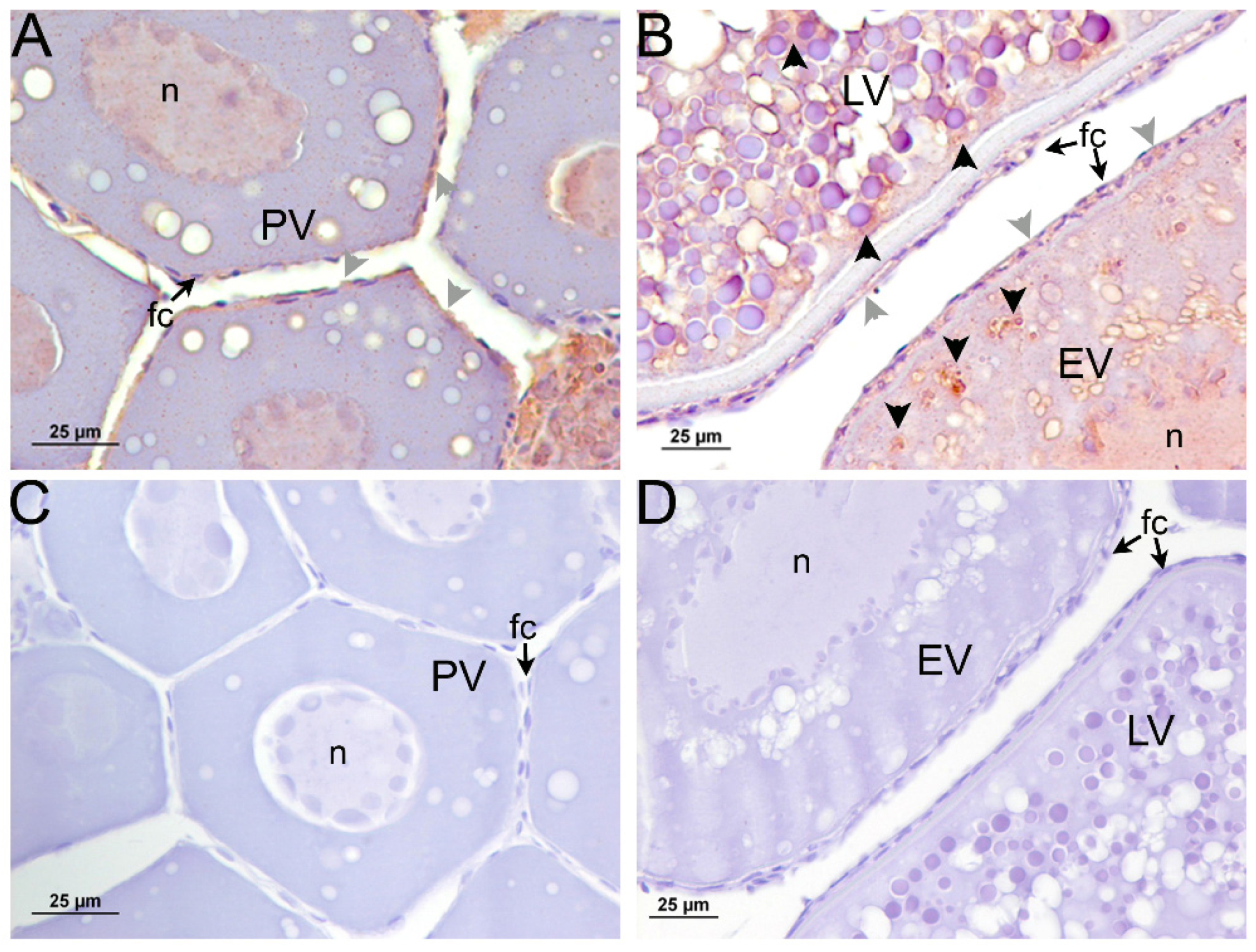 Ijms 22 10092 g005 Ijms 22 10092 g005