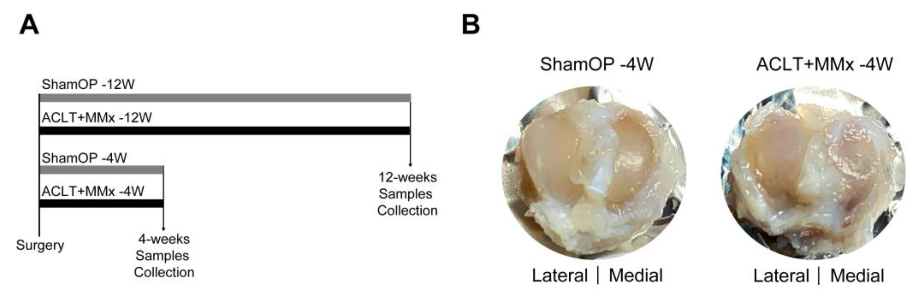 Ijms 22 10179 g001 Ijms 22 10179 g001