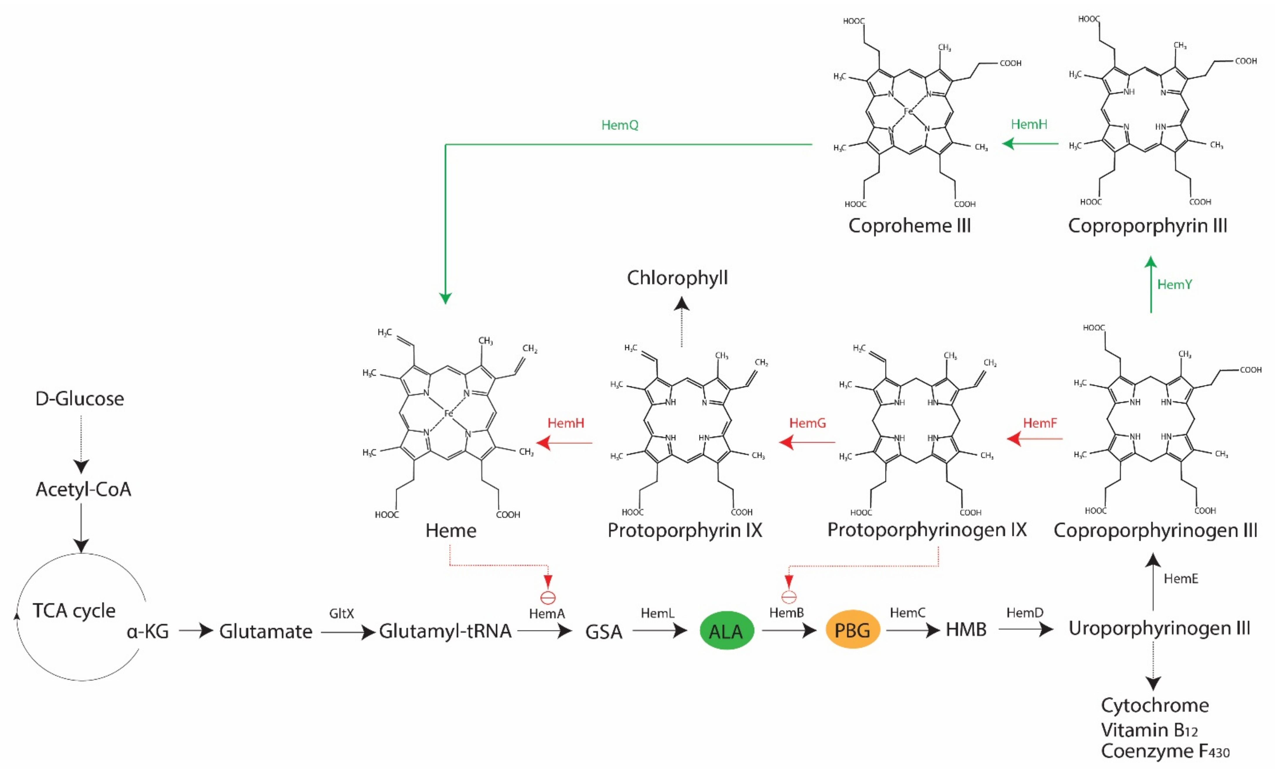 Ijms 22 10452 g002 Ijms 22 10452 g002