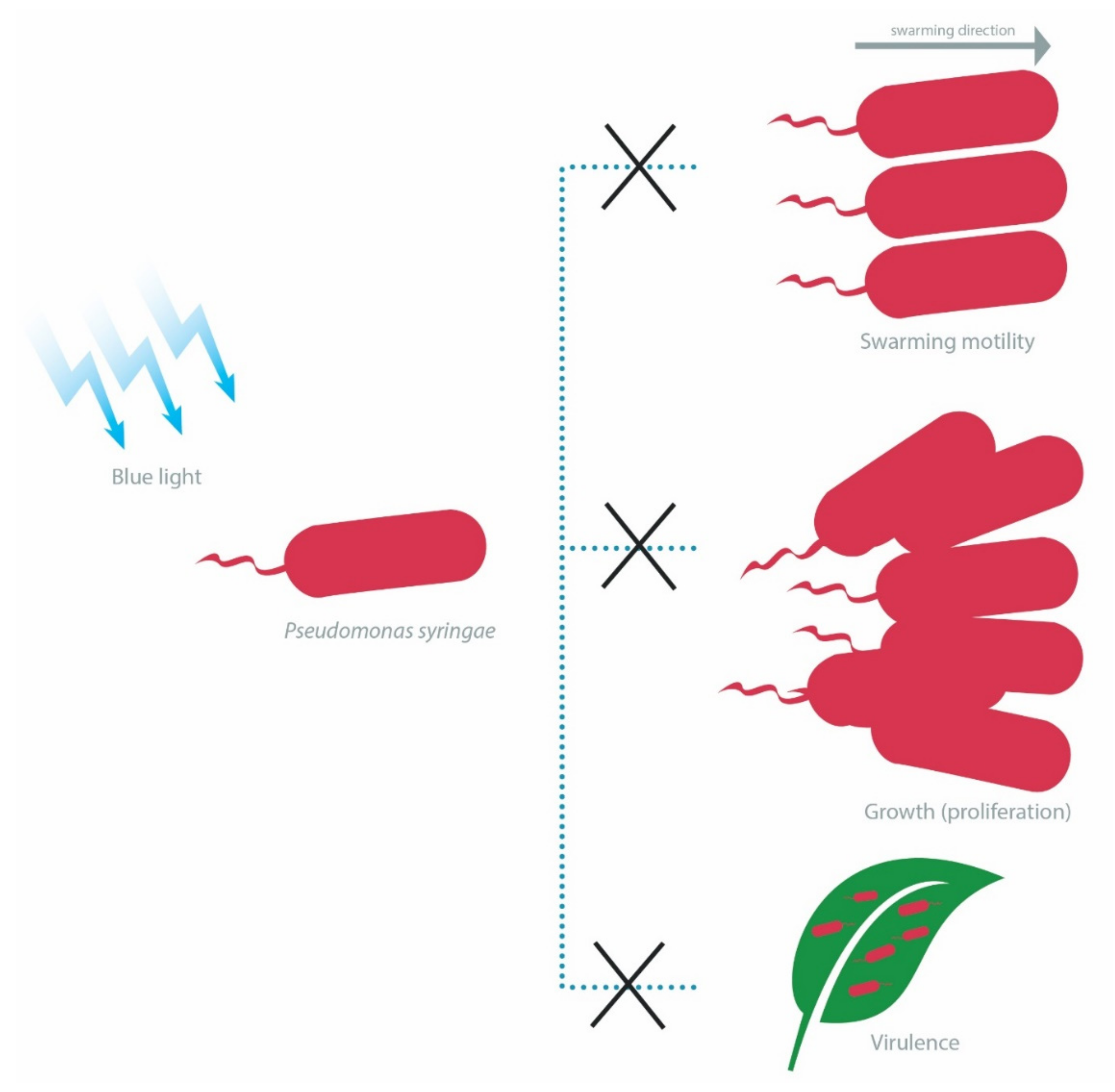 Ijms 22 10452 g003 Ijms 22 10452 g003