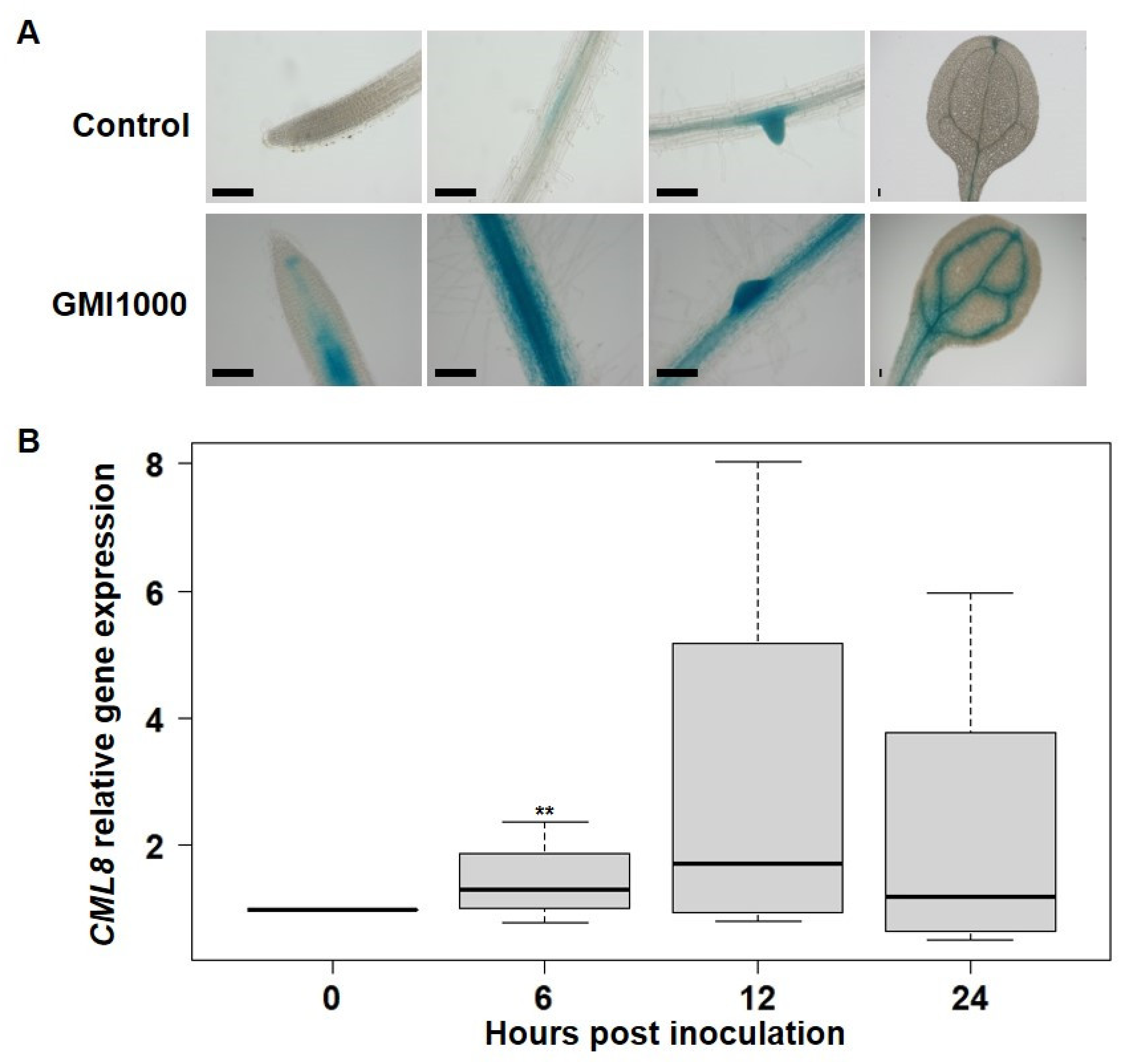 Ijms 22 10469 g002 Ijms 22 10469 g002