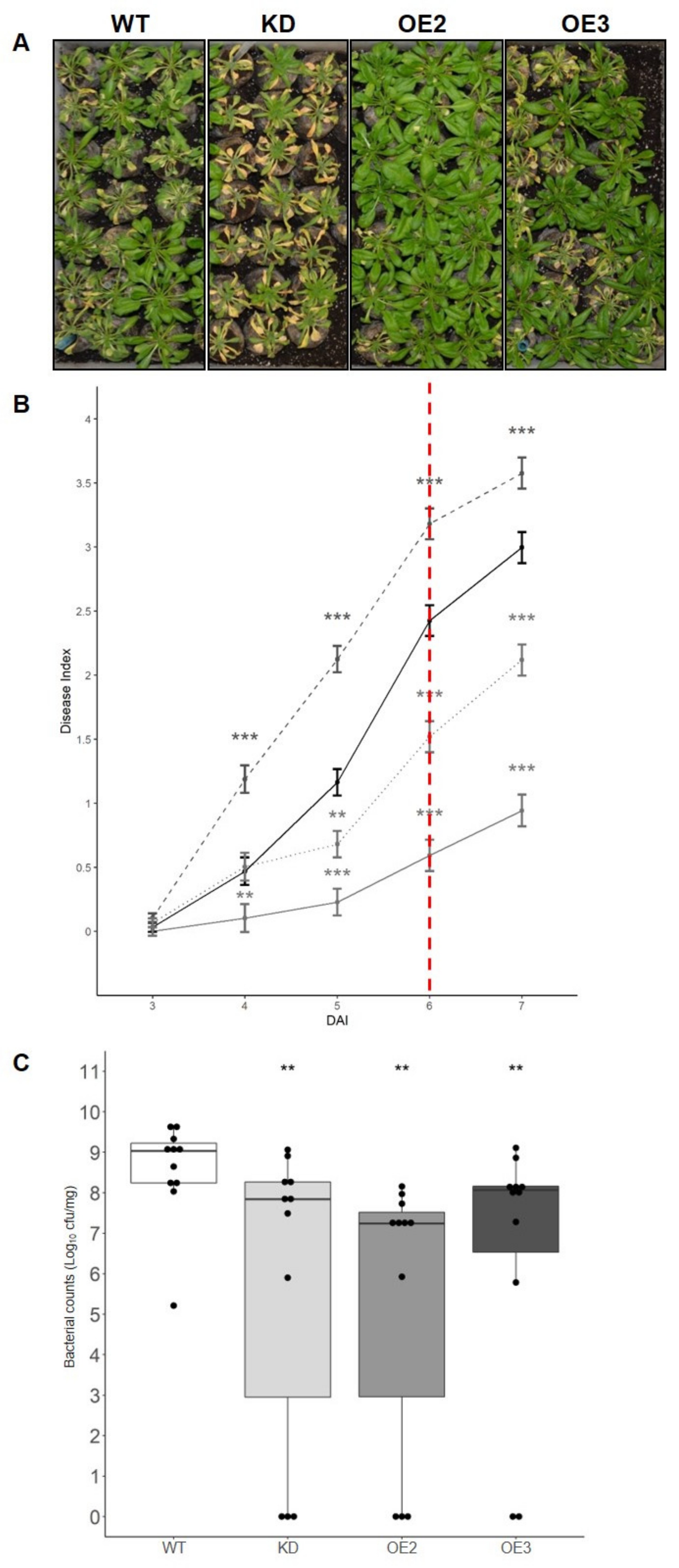 Ijms 22 10469 g003 Ijms 22 10469 g003