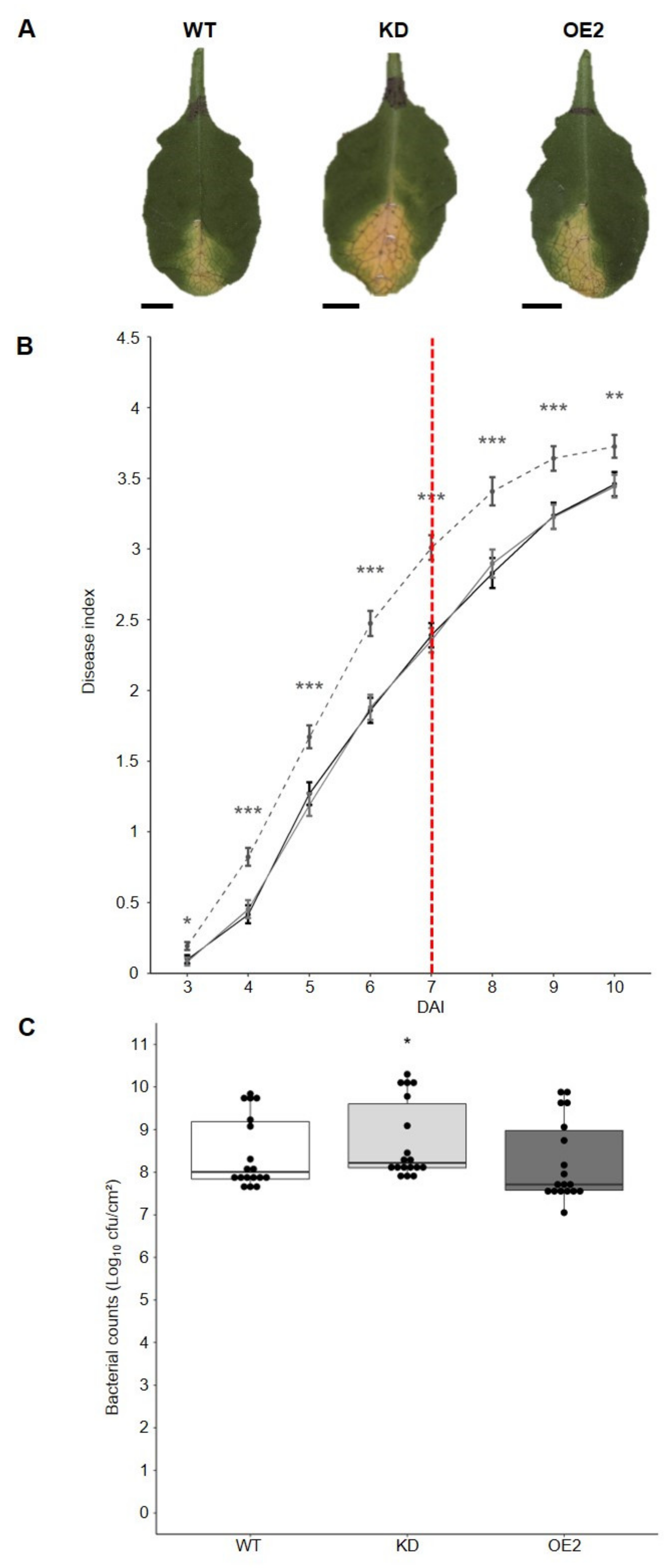 Ijms 22 10469 g006 Ijms 22 10469 g006