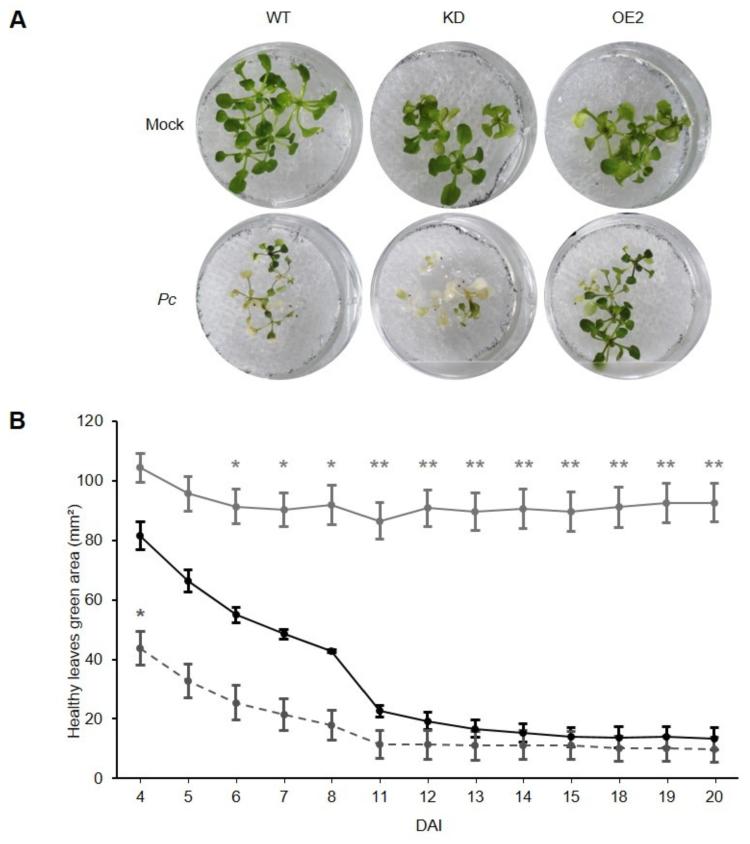 Ijms 22 10469 g007 Ijms 22 10469 g007