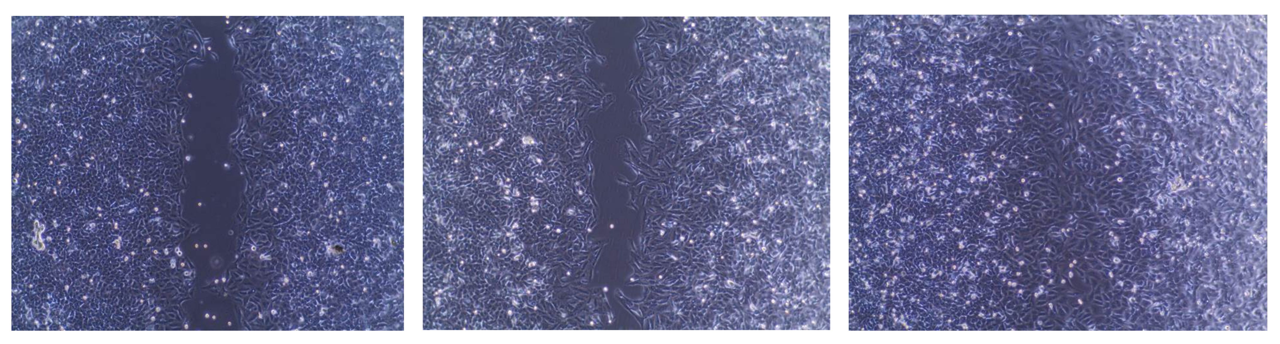 Ijms 22 10487 g002b