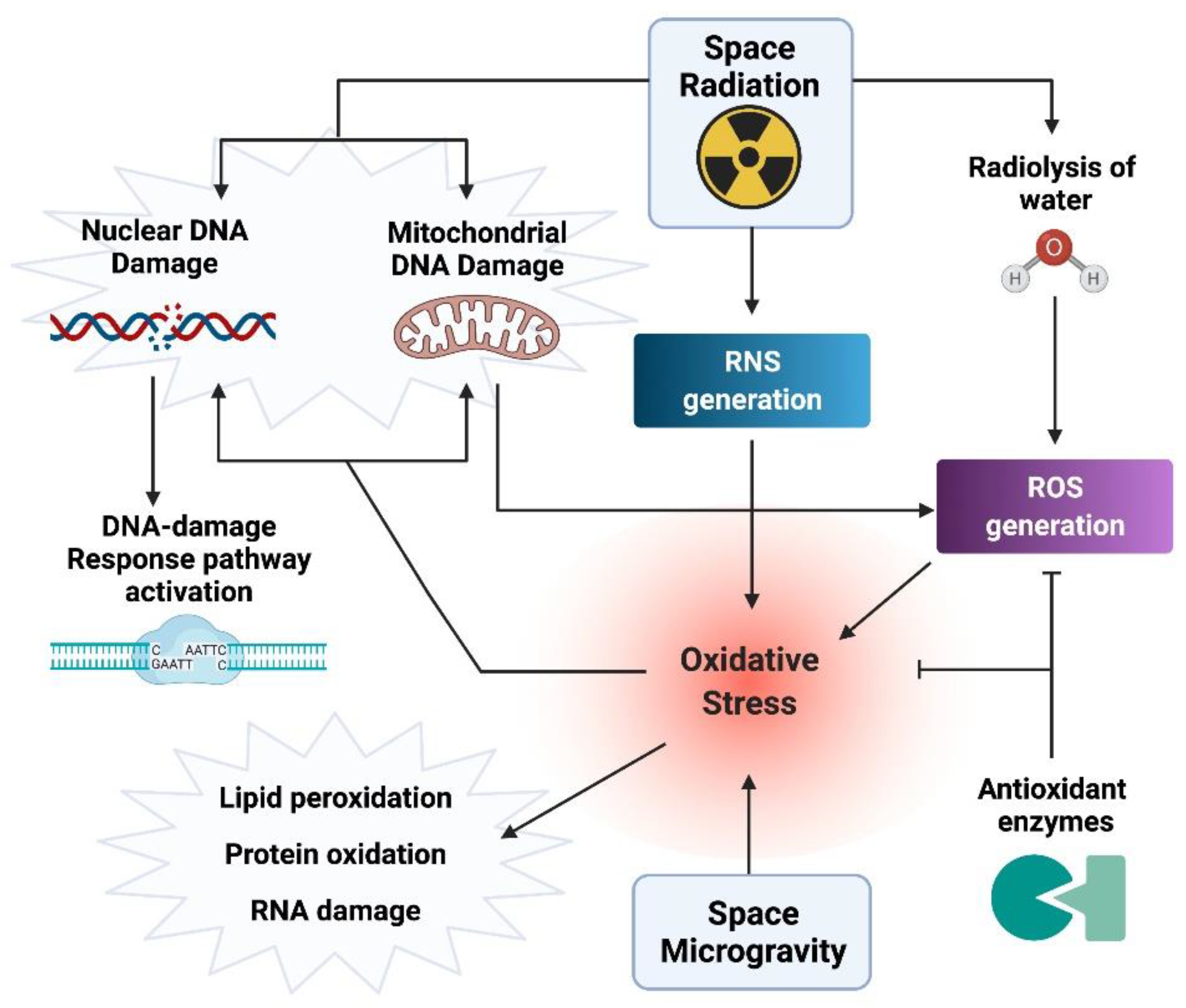 Ijms 22 10507 g001 Ijms 22 10507 g001