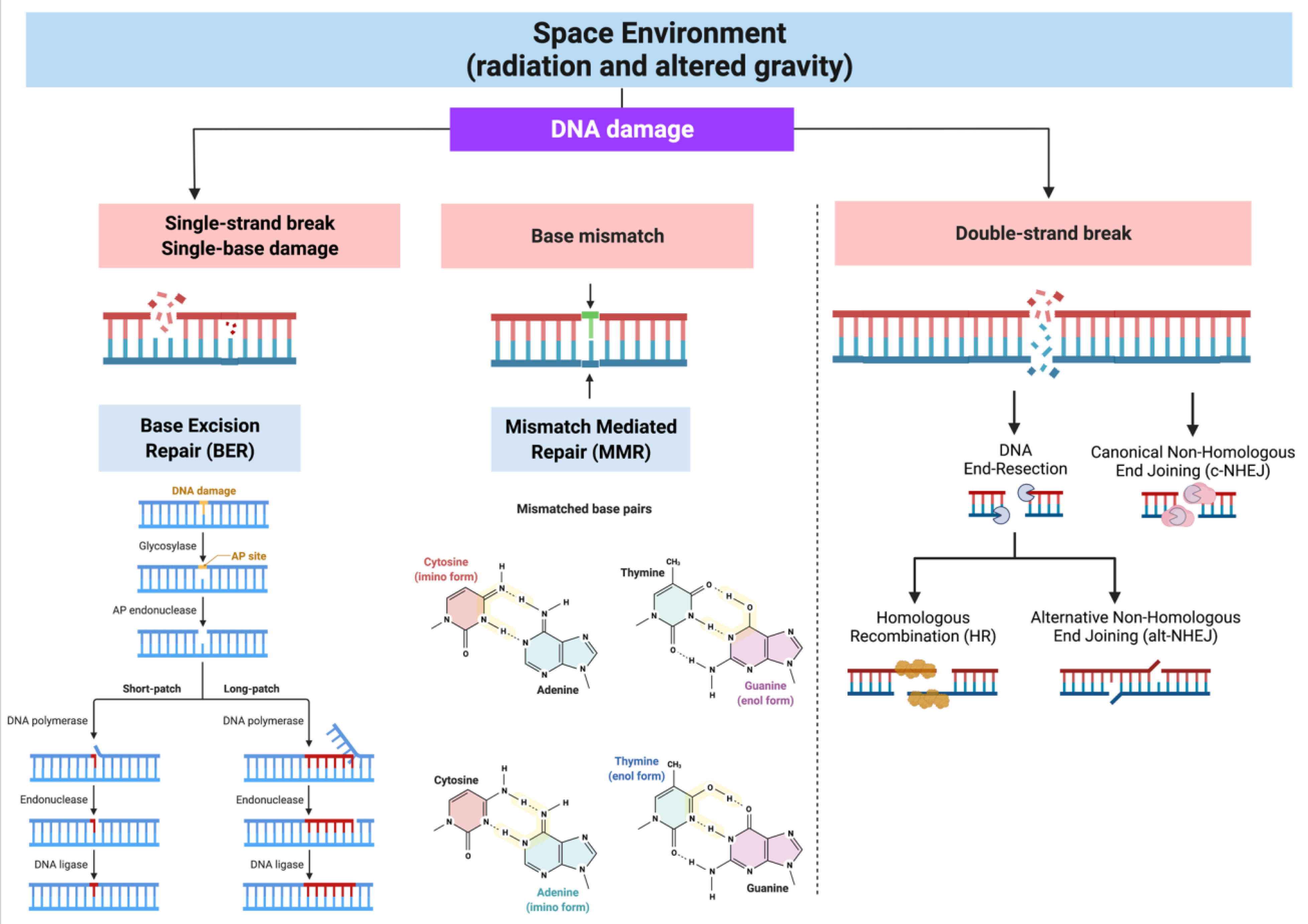 Ijms 22 10507 g002 Ijms 22 10507 g002