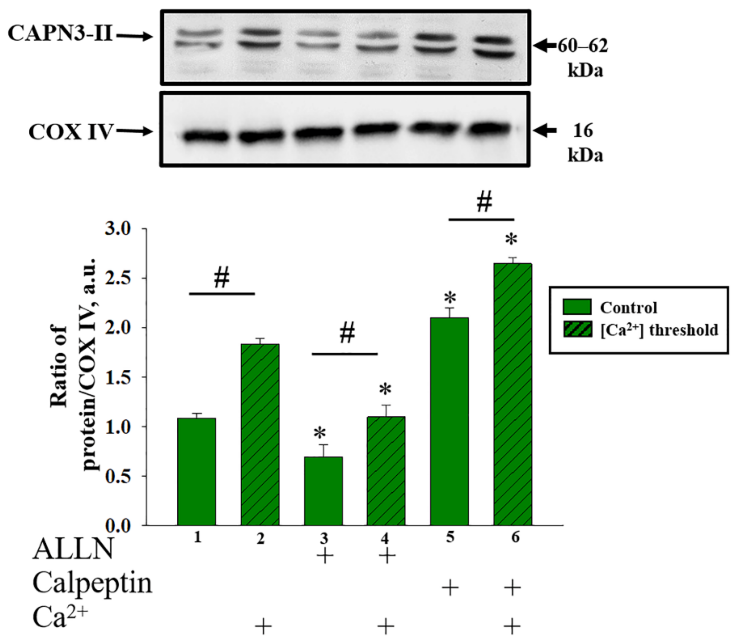 Ijms 22 10613 g007 Ijms 22 10613 g007