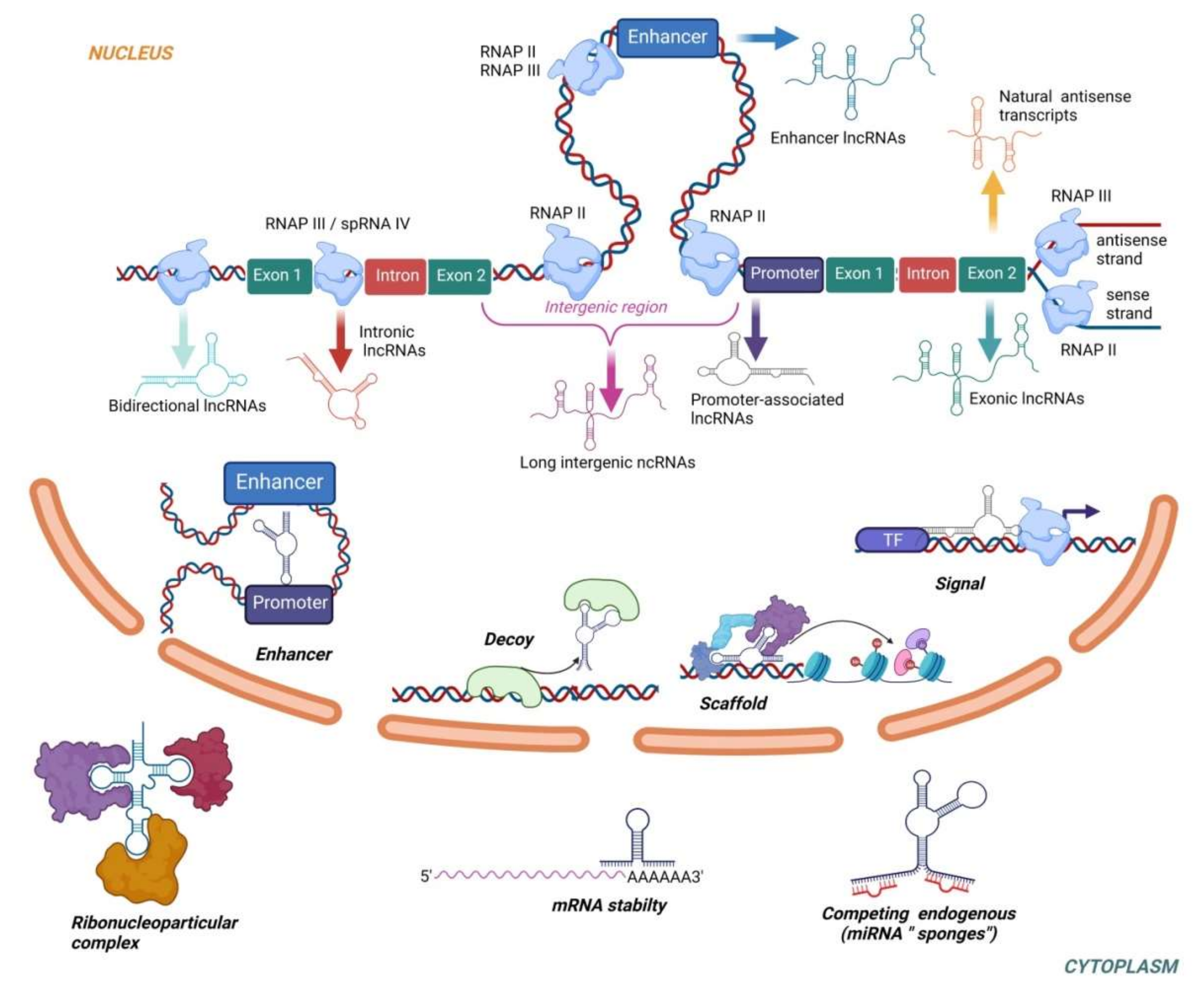 Ijms 22 10652 g002 Ijms 22 10652 g002