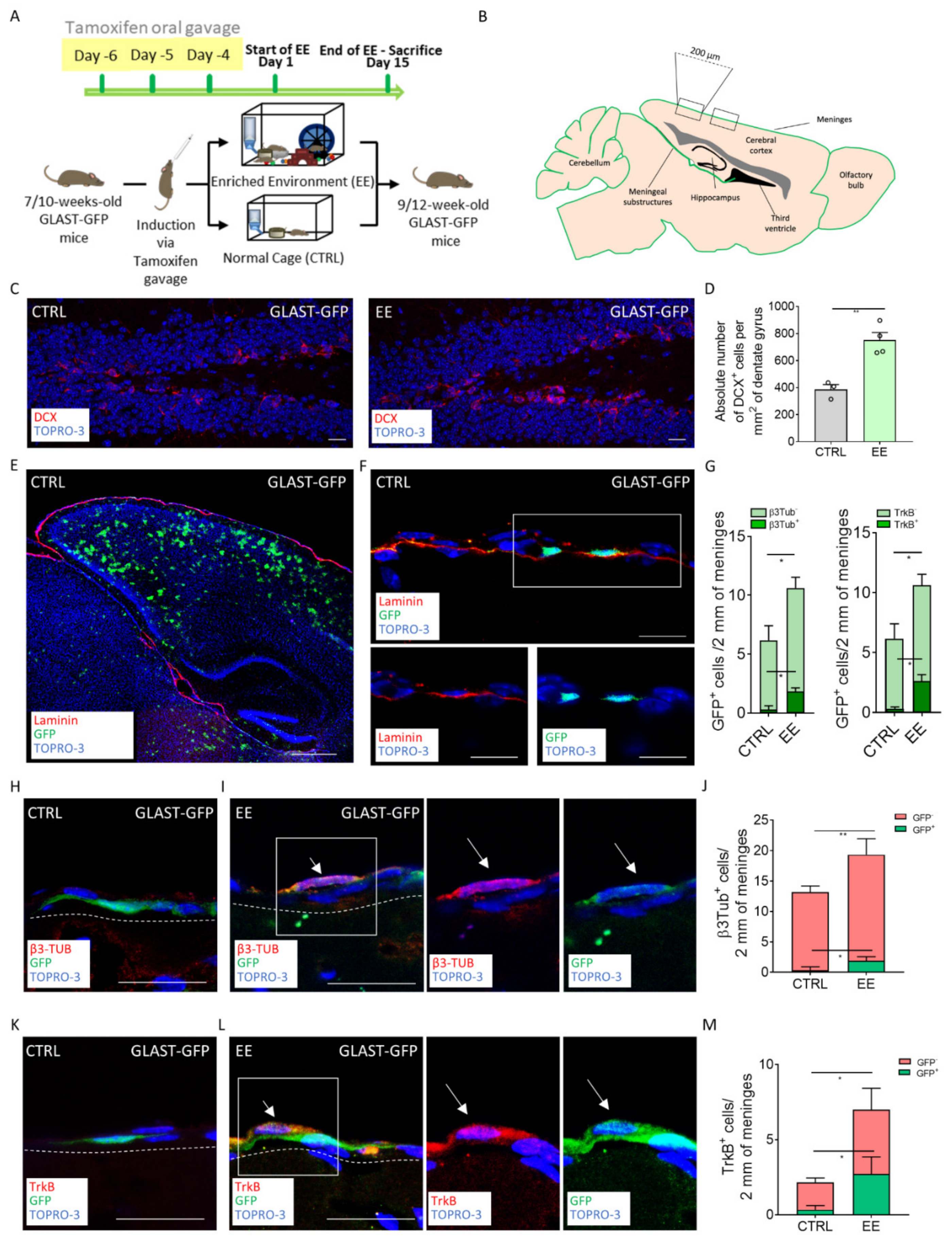 Ijms 22 10657 g002 Ijms 22 10657 g002