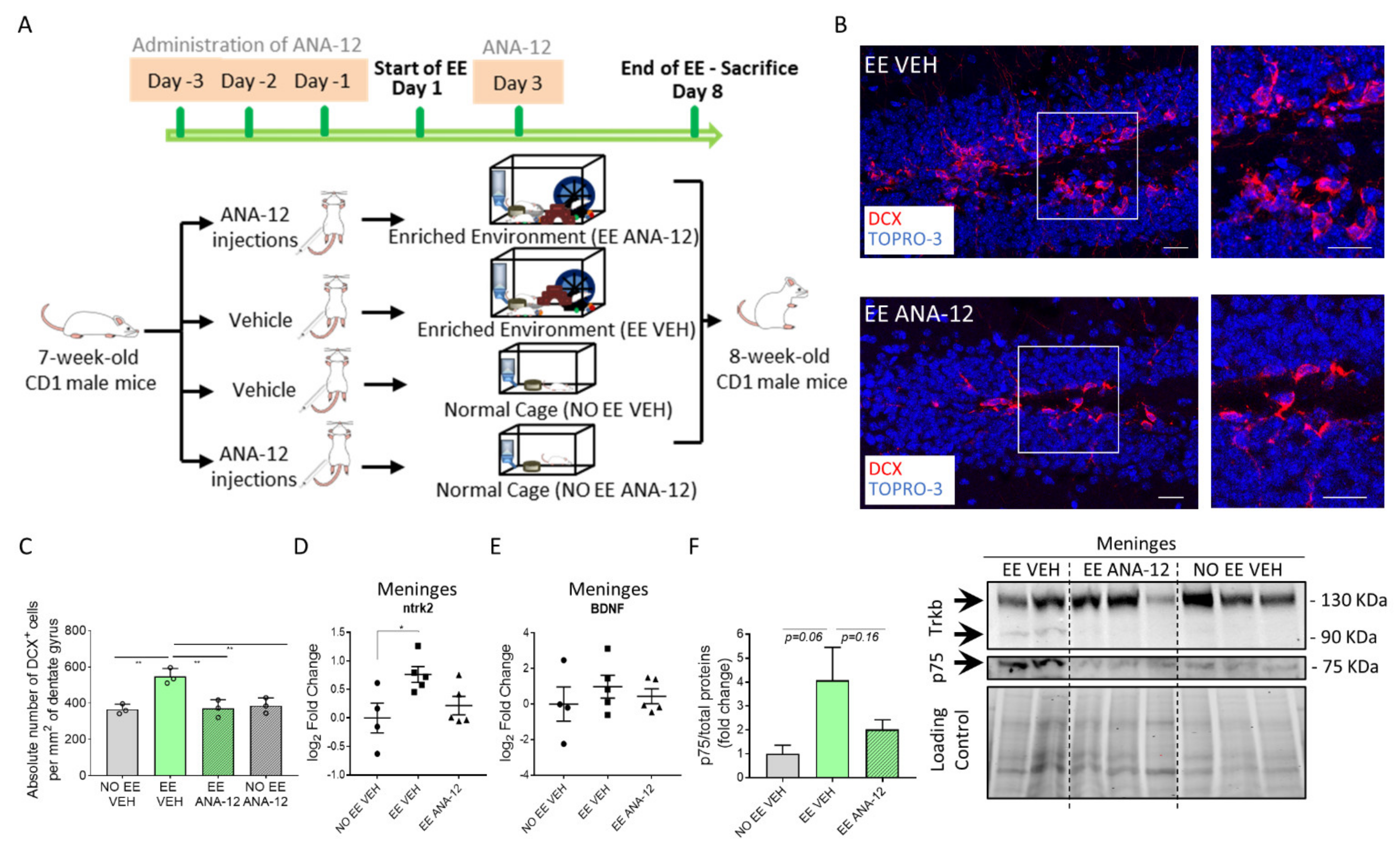 Ijms 22 10657 g003 Ijms 22 10657 g003