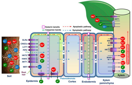 Ijms 22 10733 g002 550