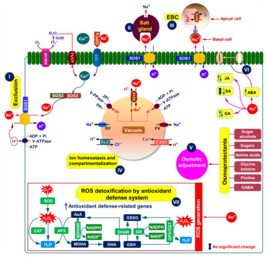 Ijms 22 10733 g003 550