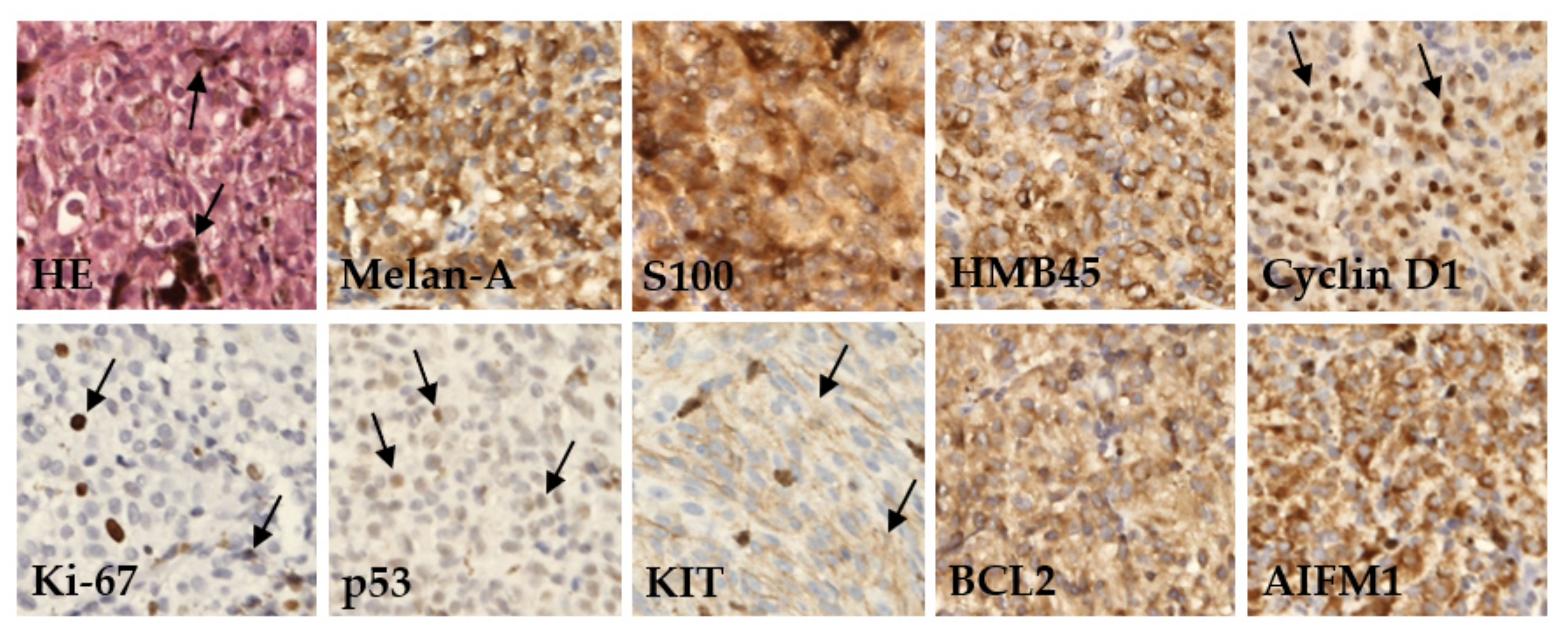 Ijms 22 10748 g001 Ijms 22 10748 g001