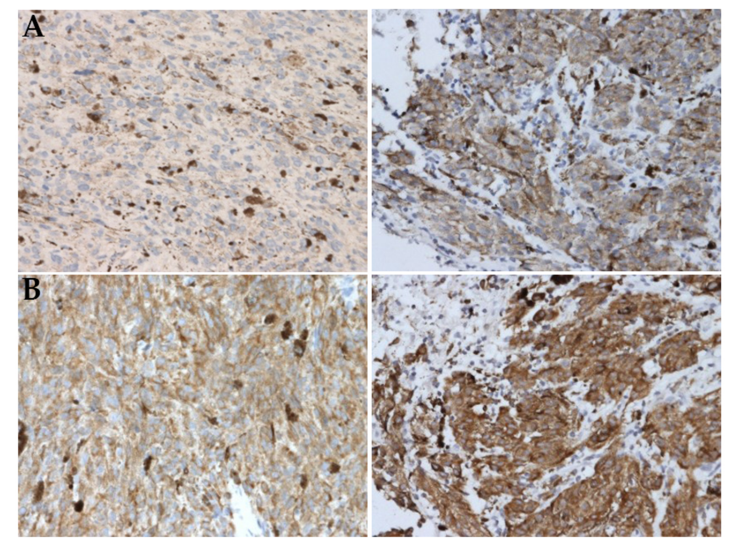 Ijms 22 10748 g003 Ijms 22 10748 g003