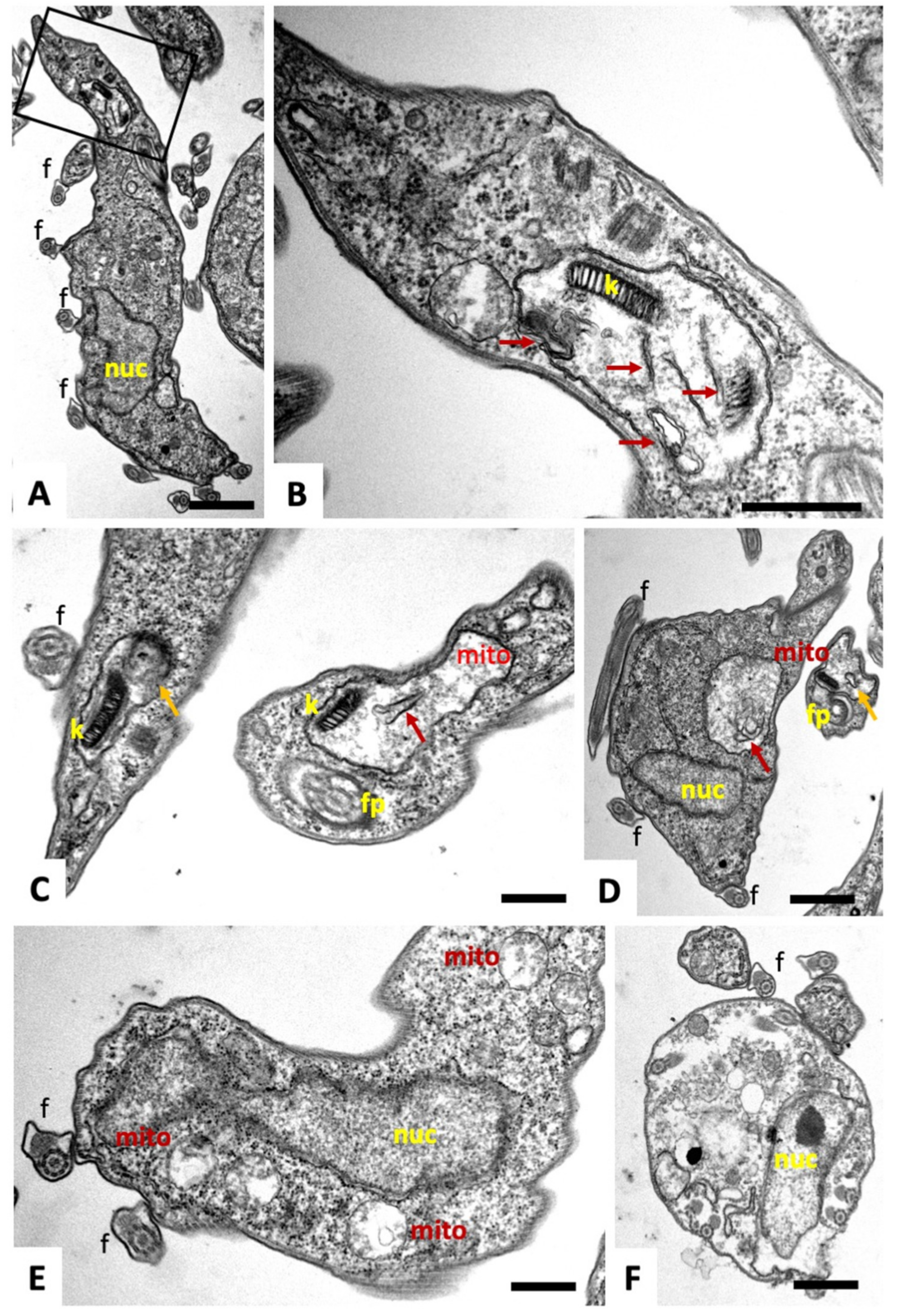 Ijms 22 10787 g005