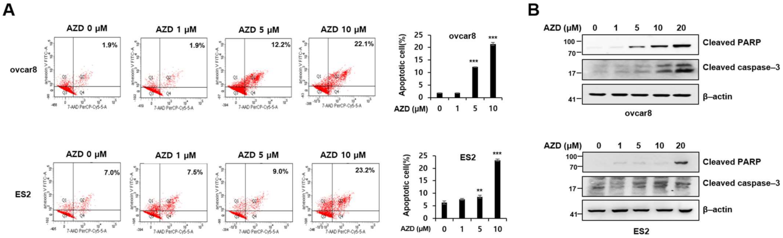 Ijms 22 10817 g003 Ijms 22 10817 g003