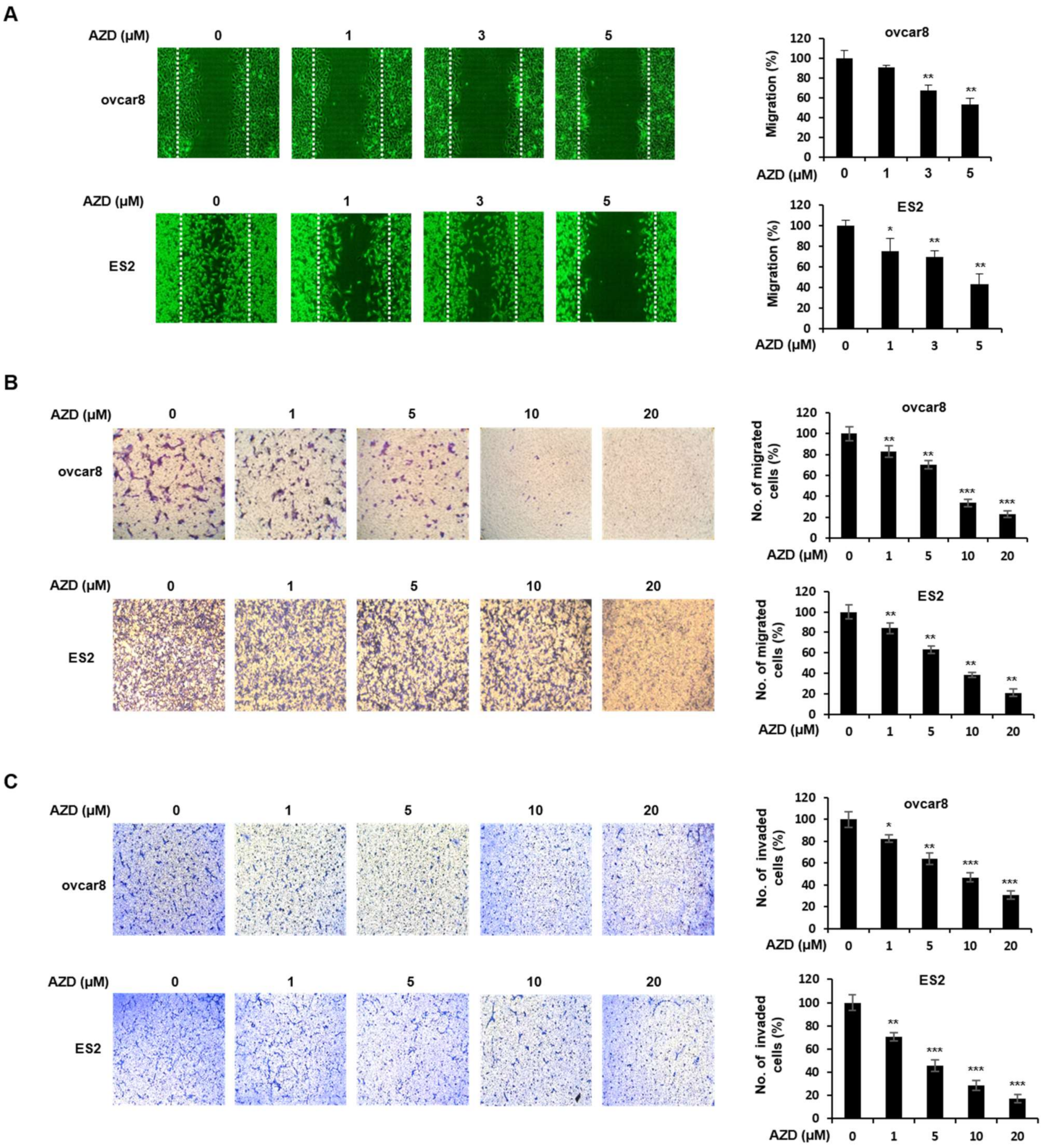Ijms 22 10817 g004 Ijms 22 10817 g004