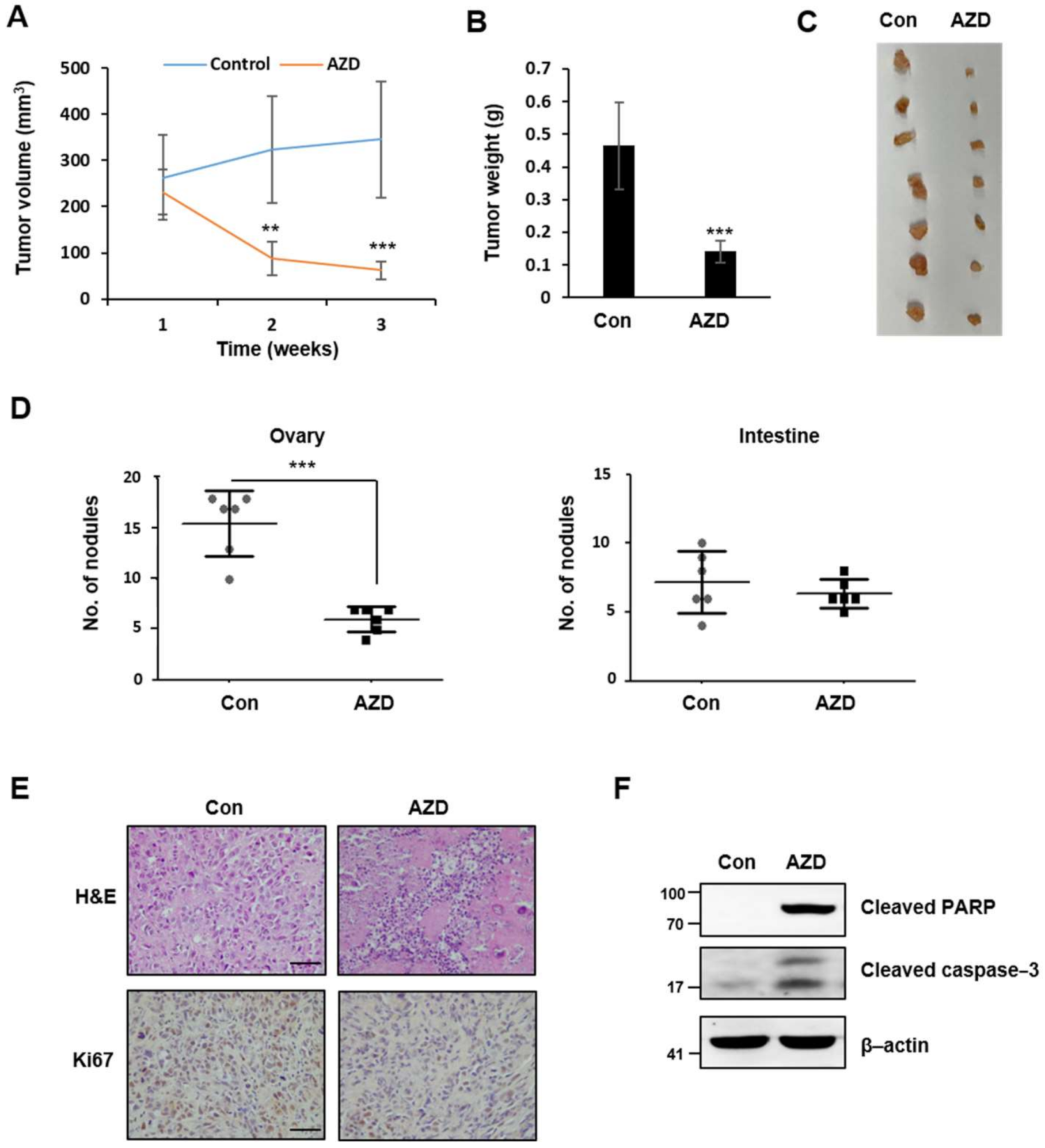 Ijms 22 10817 g007 Ijms 22 10817 g007