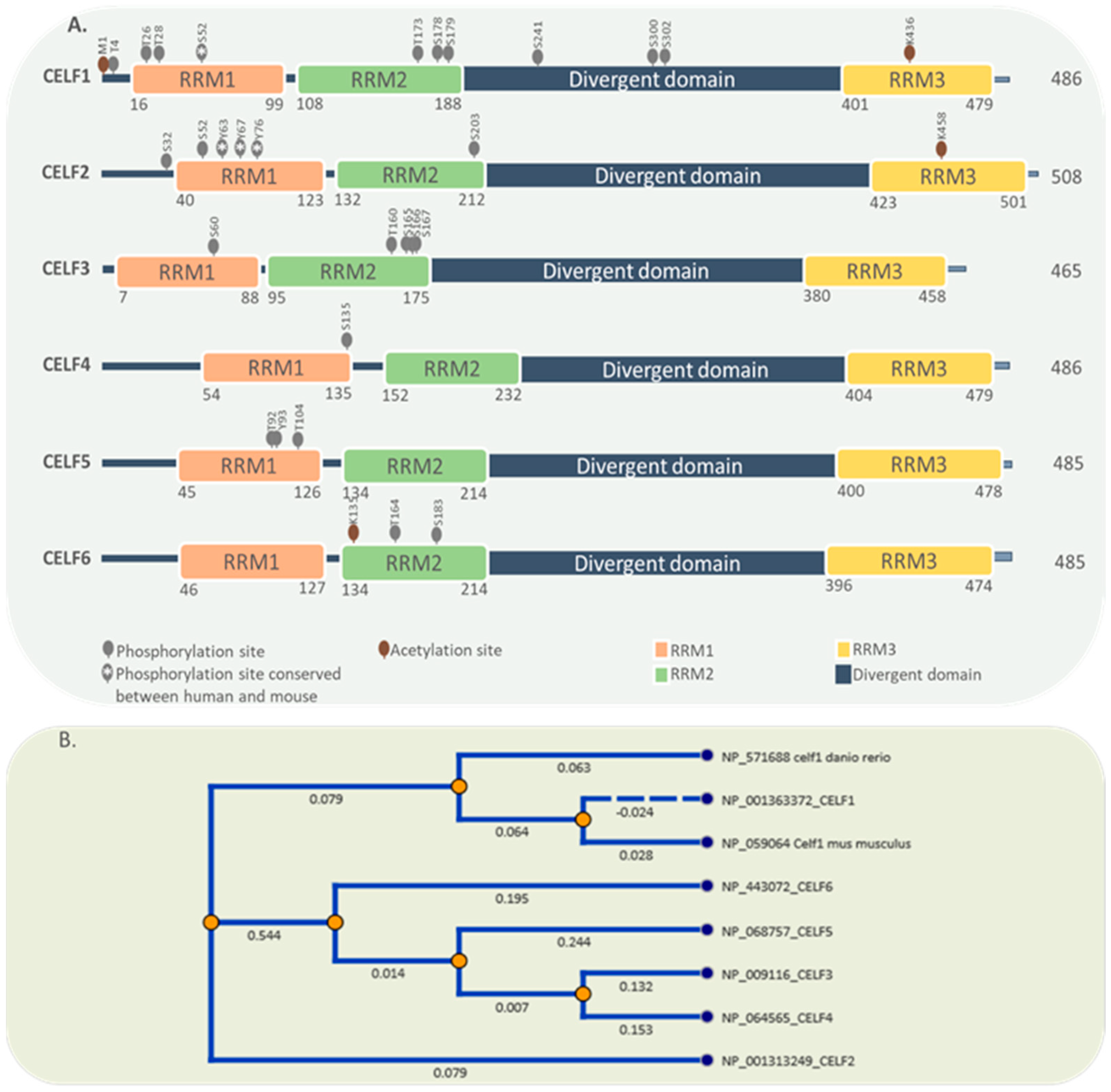 Ijms 22 11056 g001 Ijms 22 11056 g001