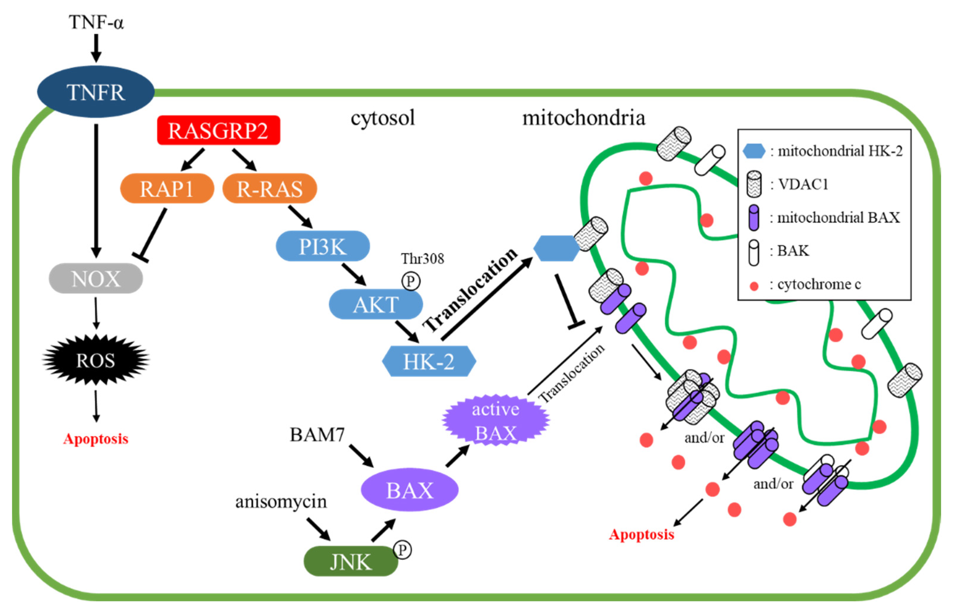 Ijms 22 11129 g003 Ijms 22 11129 g003