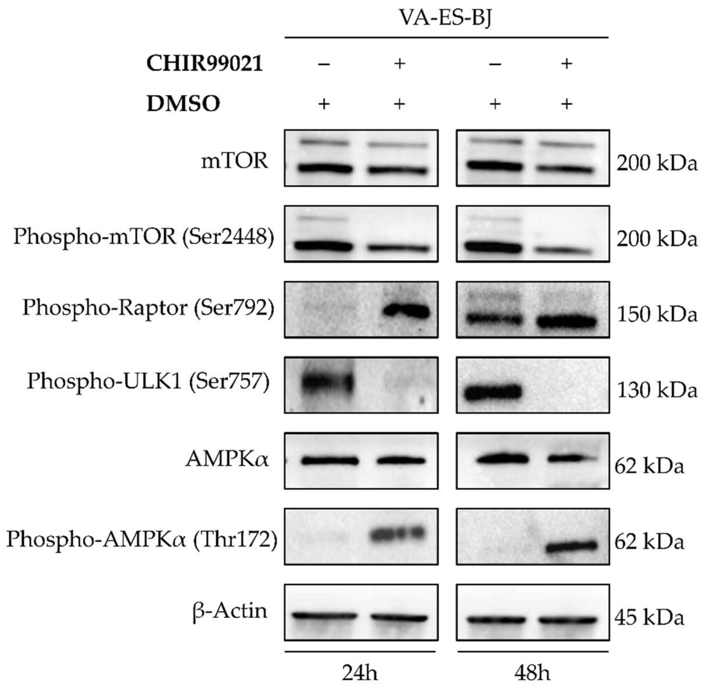 Ijms 22 11147 g007 Ijms 22 11147 g007