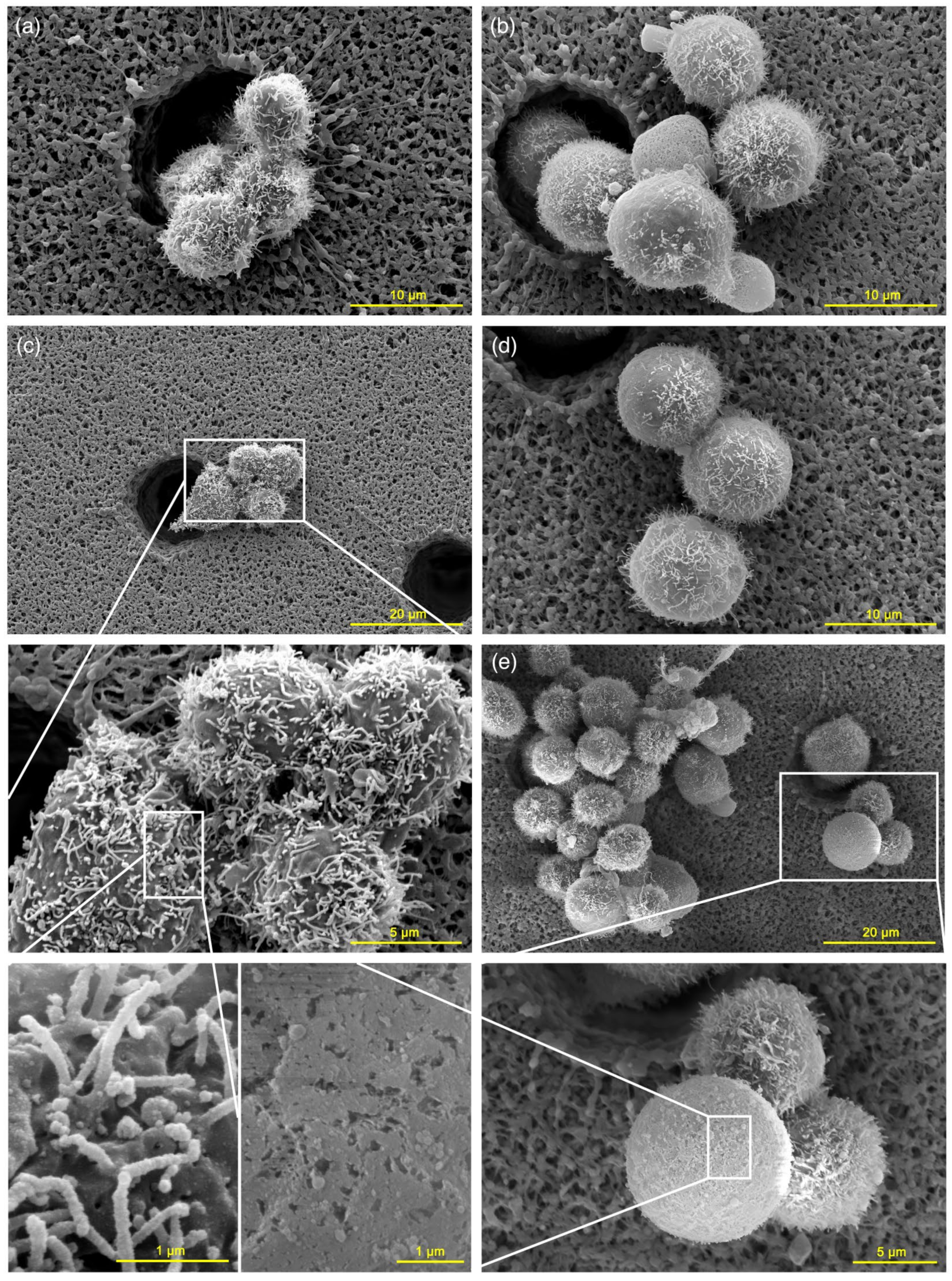 Ijms 22 11236 g002 Ijms 22 11236 g002