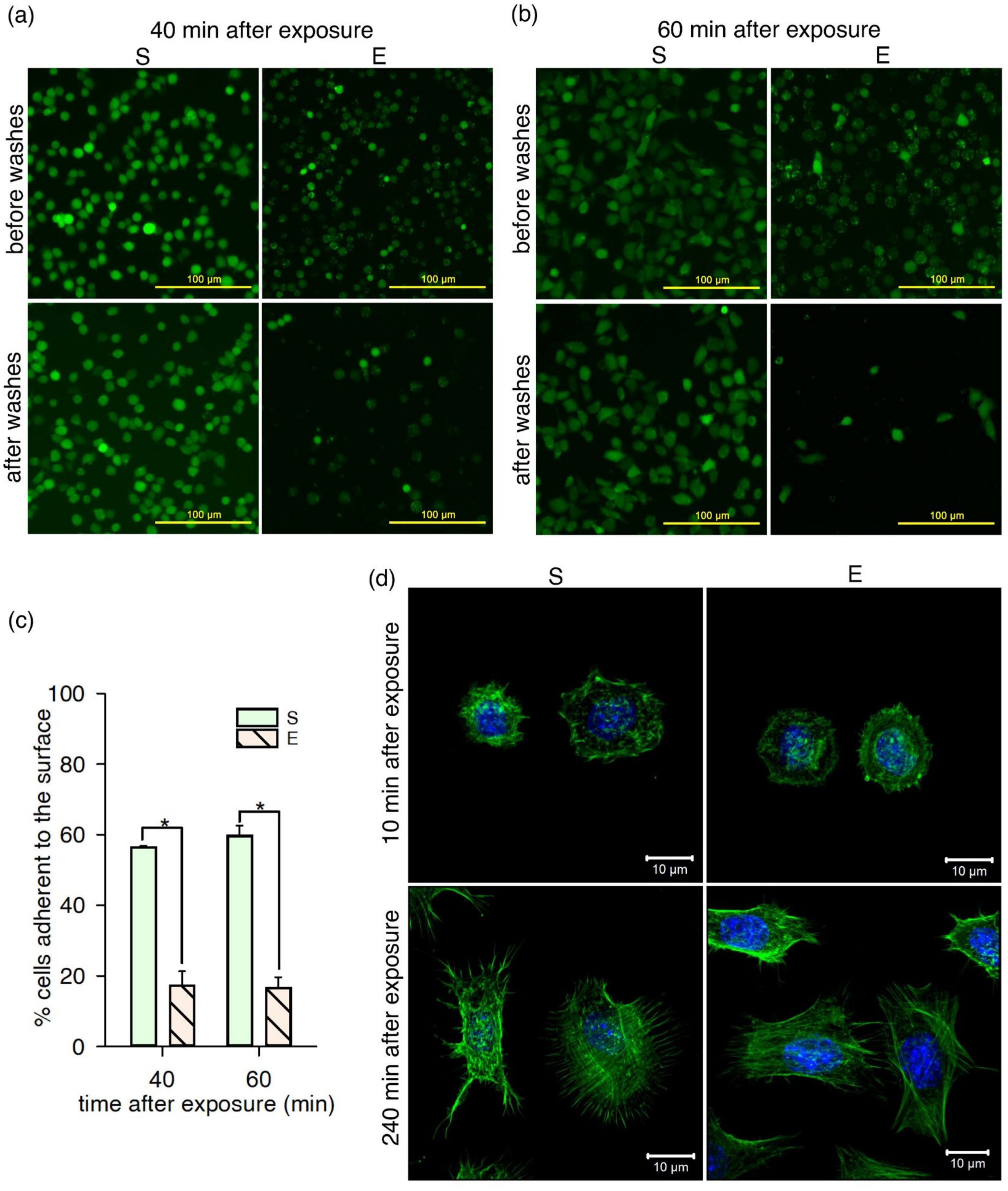Ijms 22 11236 g003 Ijms 22 11236 g003