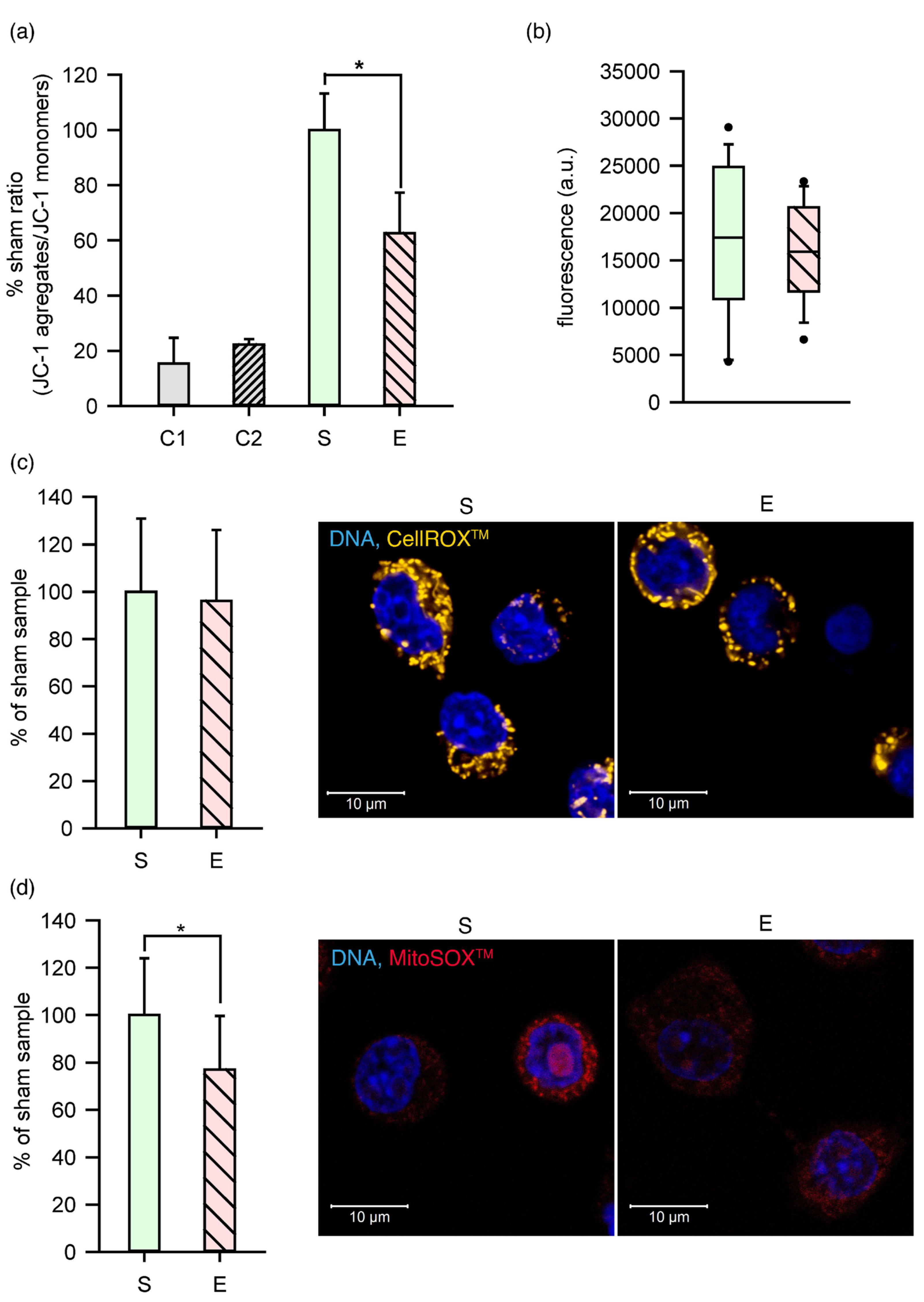 Ijms 22 11236 g005 Ijms 22 11236 g005