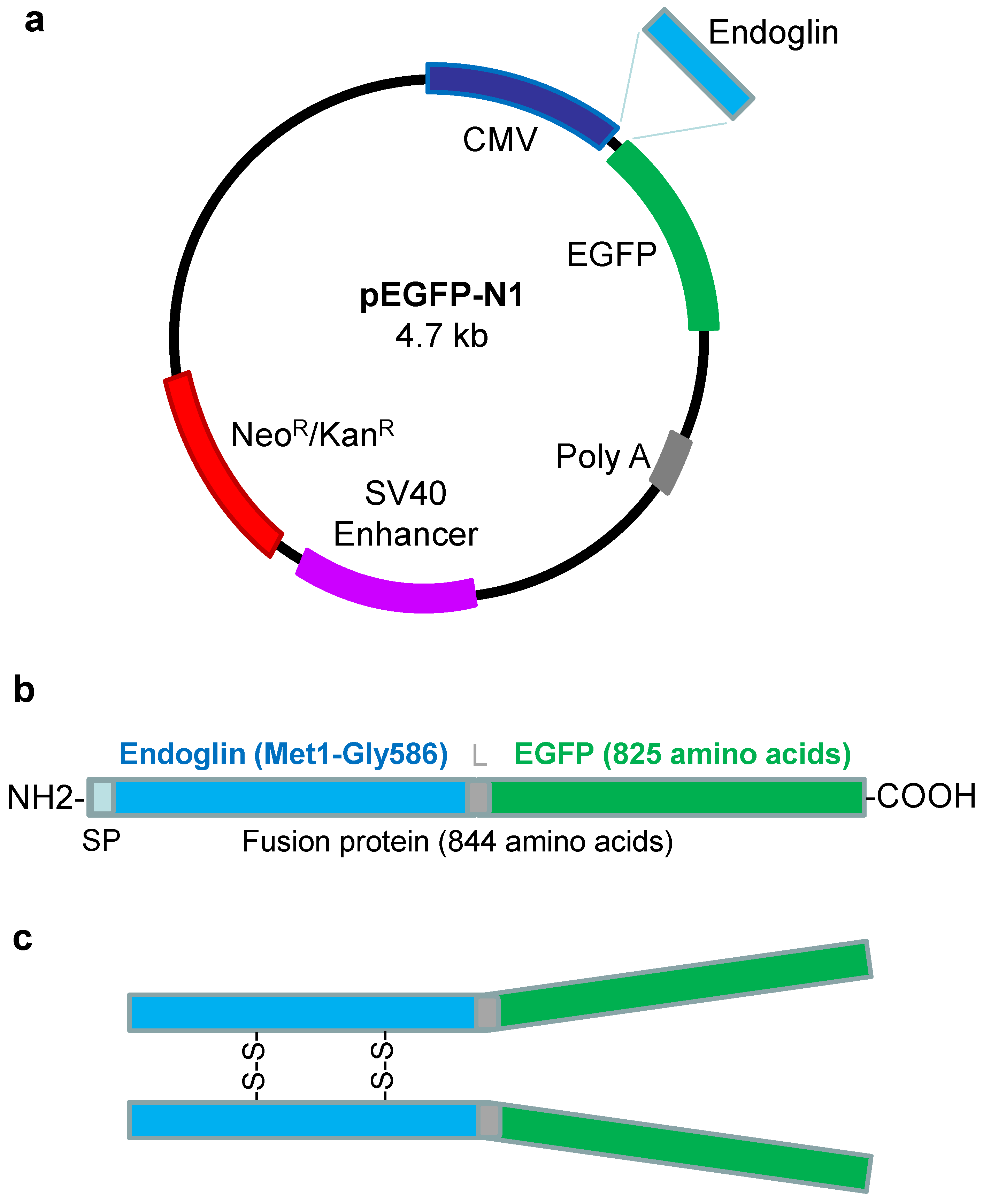 Ijms 22 11282 g001 Ijms 22 11282 g001