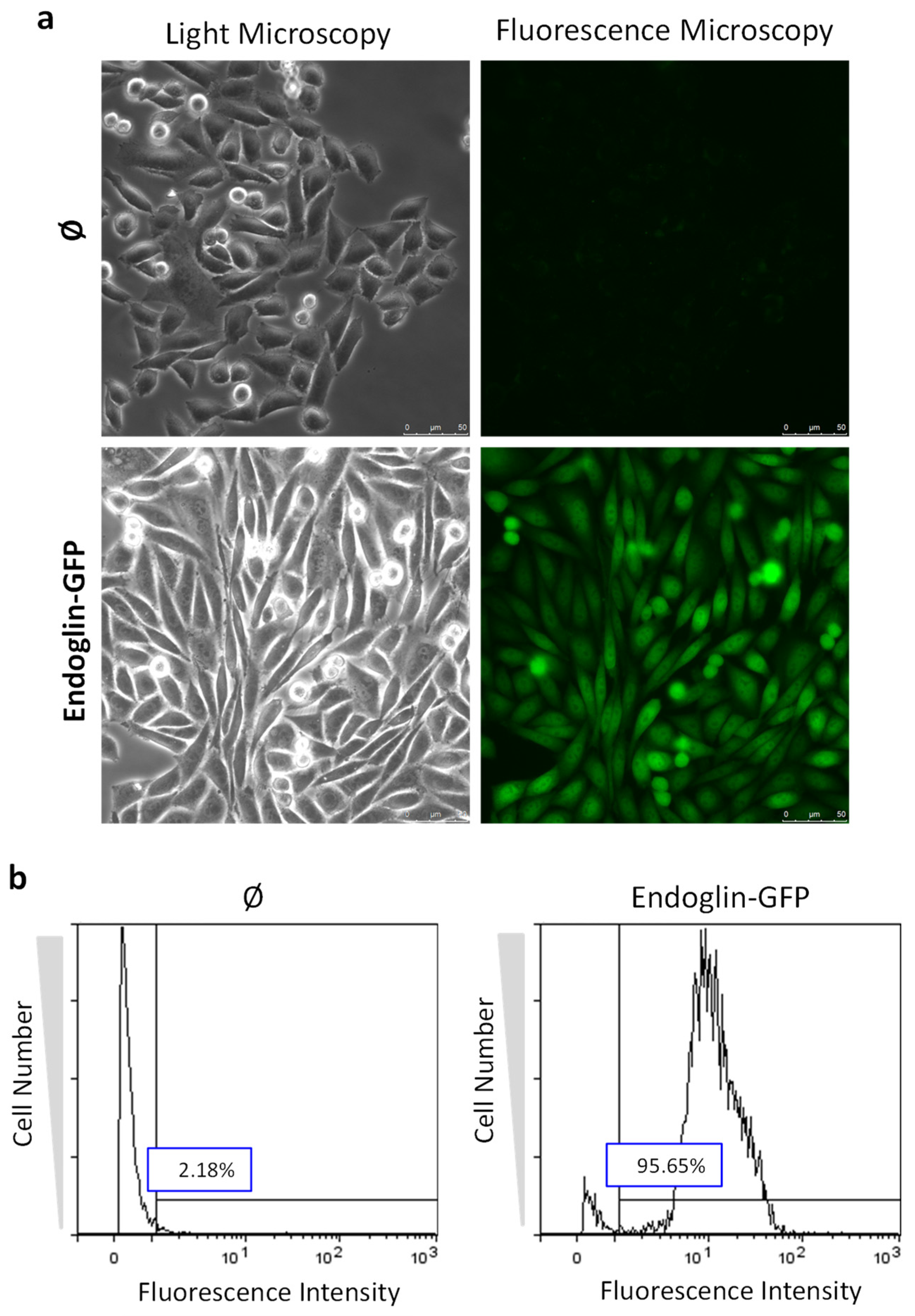 Ijms 22 11282 g003 Ijms 22 11282 g003