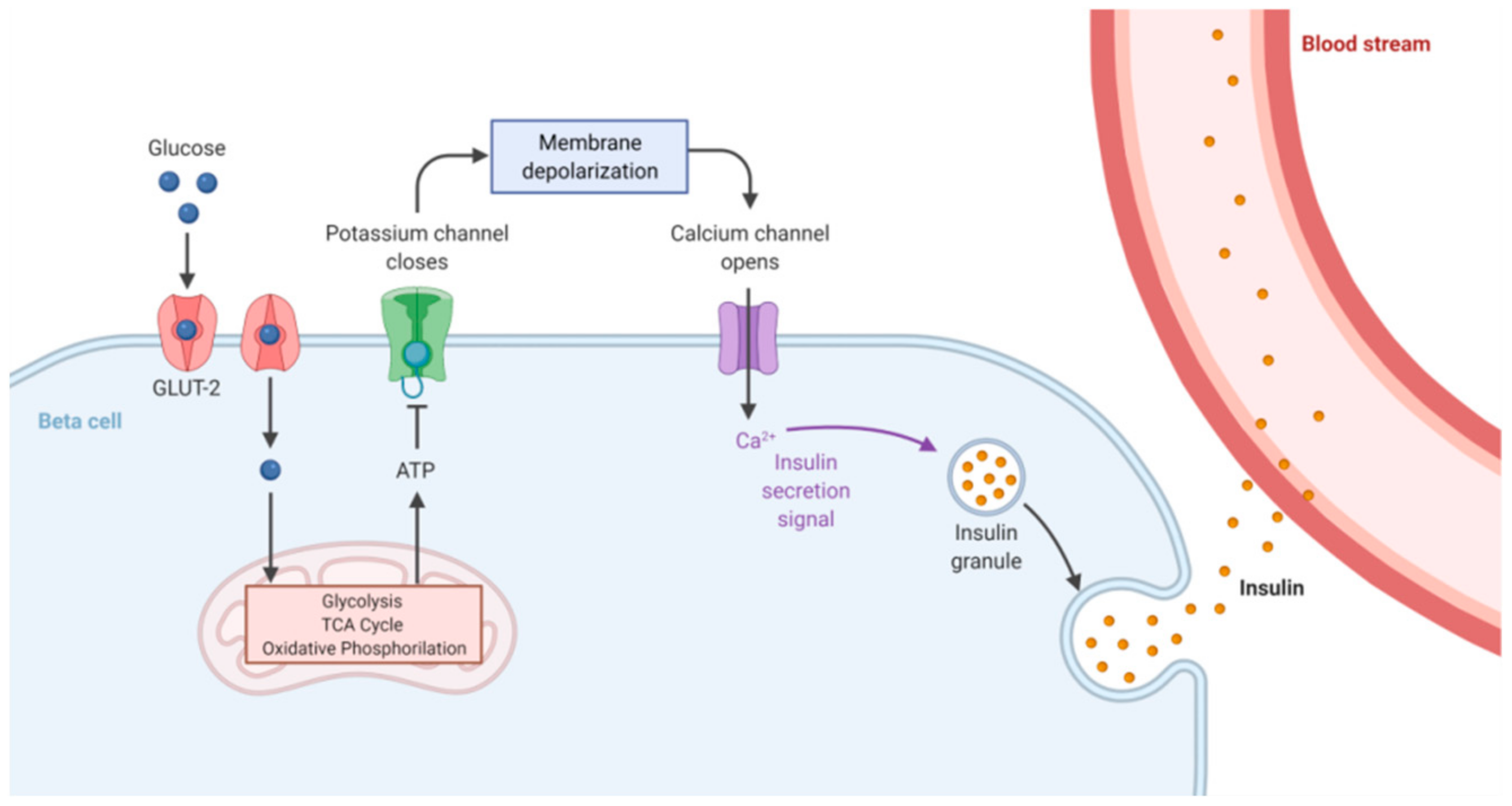 Ijms 22 11295 g001 Ijms 22 11295 g001
