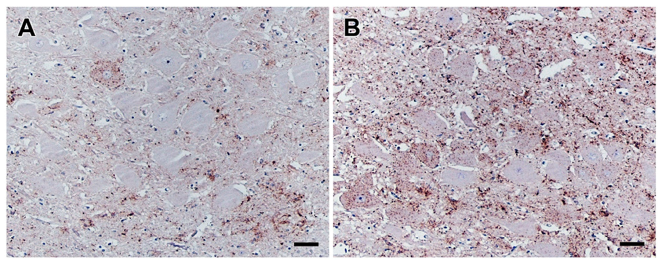 Ijms 22 11310 g001 Ijms 22 11310 g001