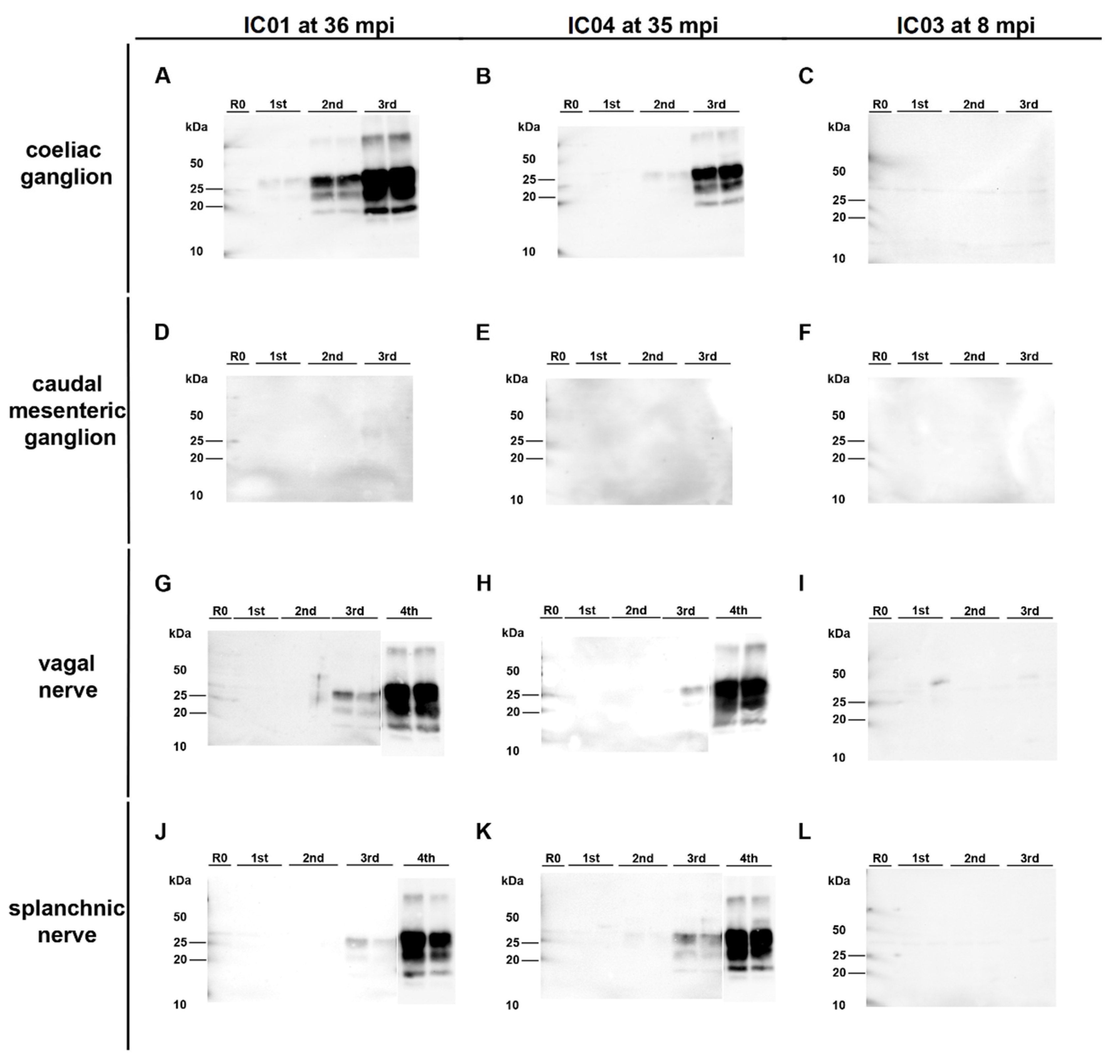 Ijms 22 11310 g005 Ijms 22 11310 g005
