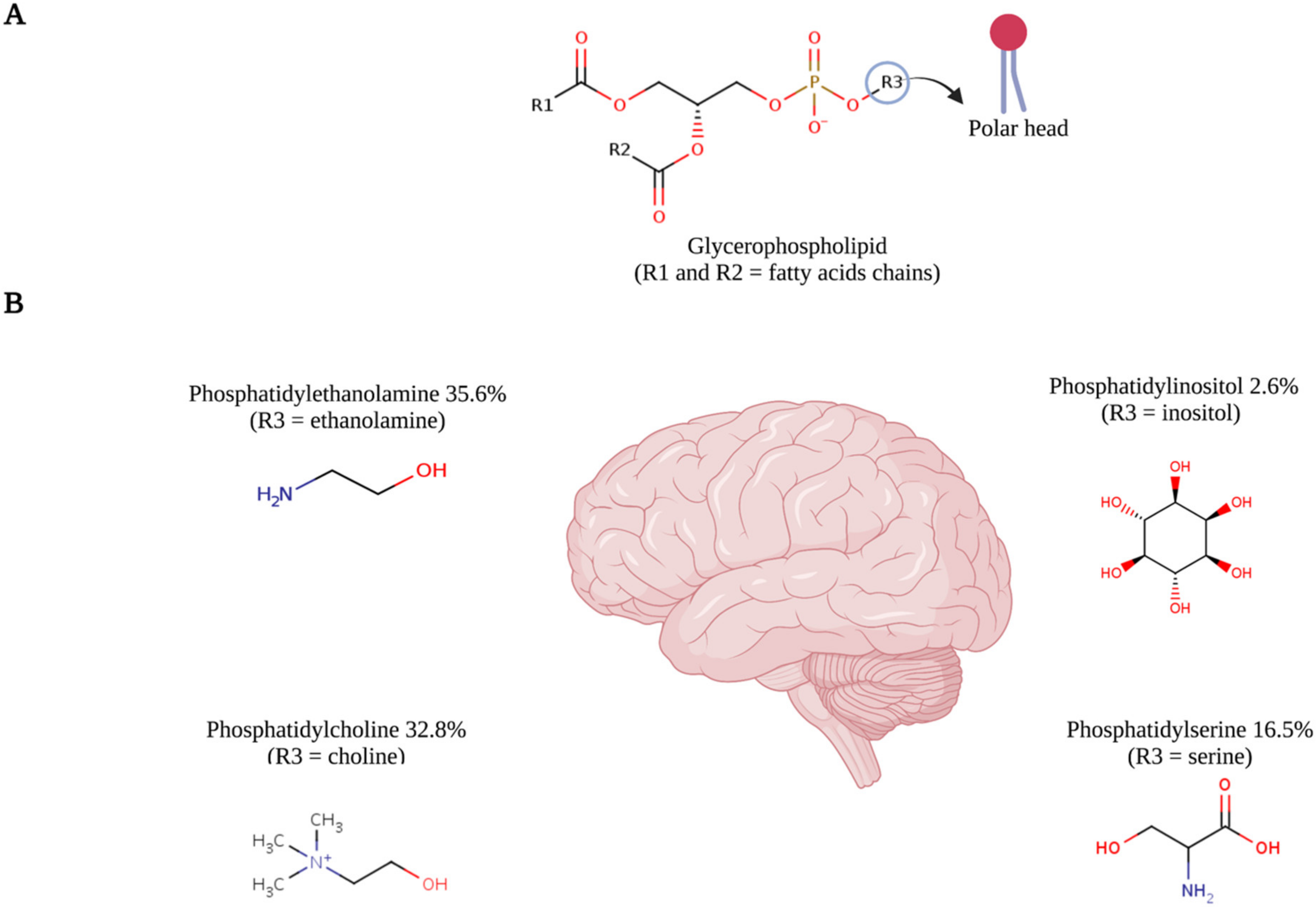 Ijms 22 11313 g002 Ijms 22 11313 g002