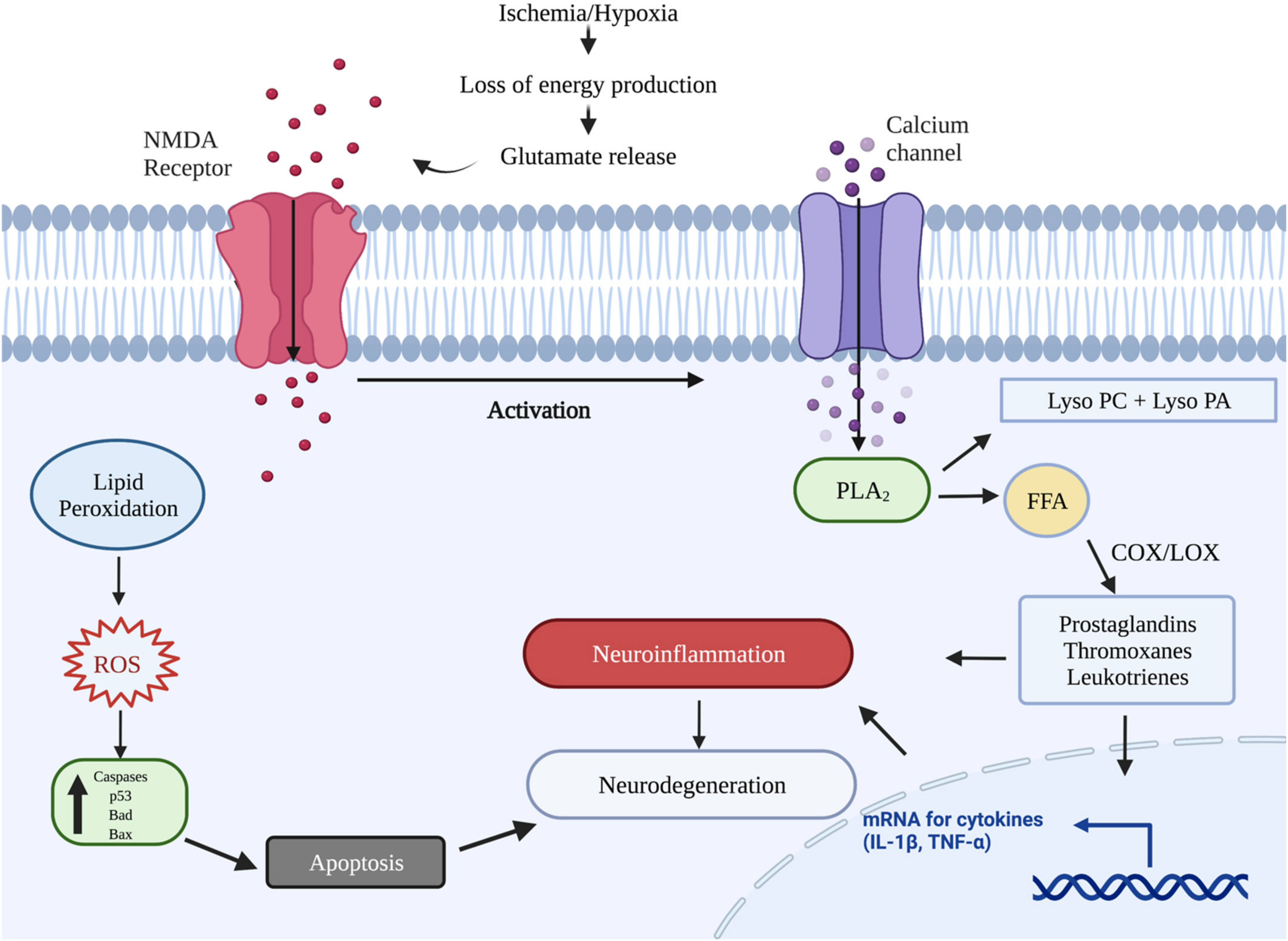 Ijms 22 11313 g003 Ijms 22 11313 g003