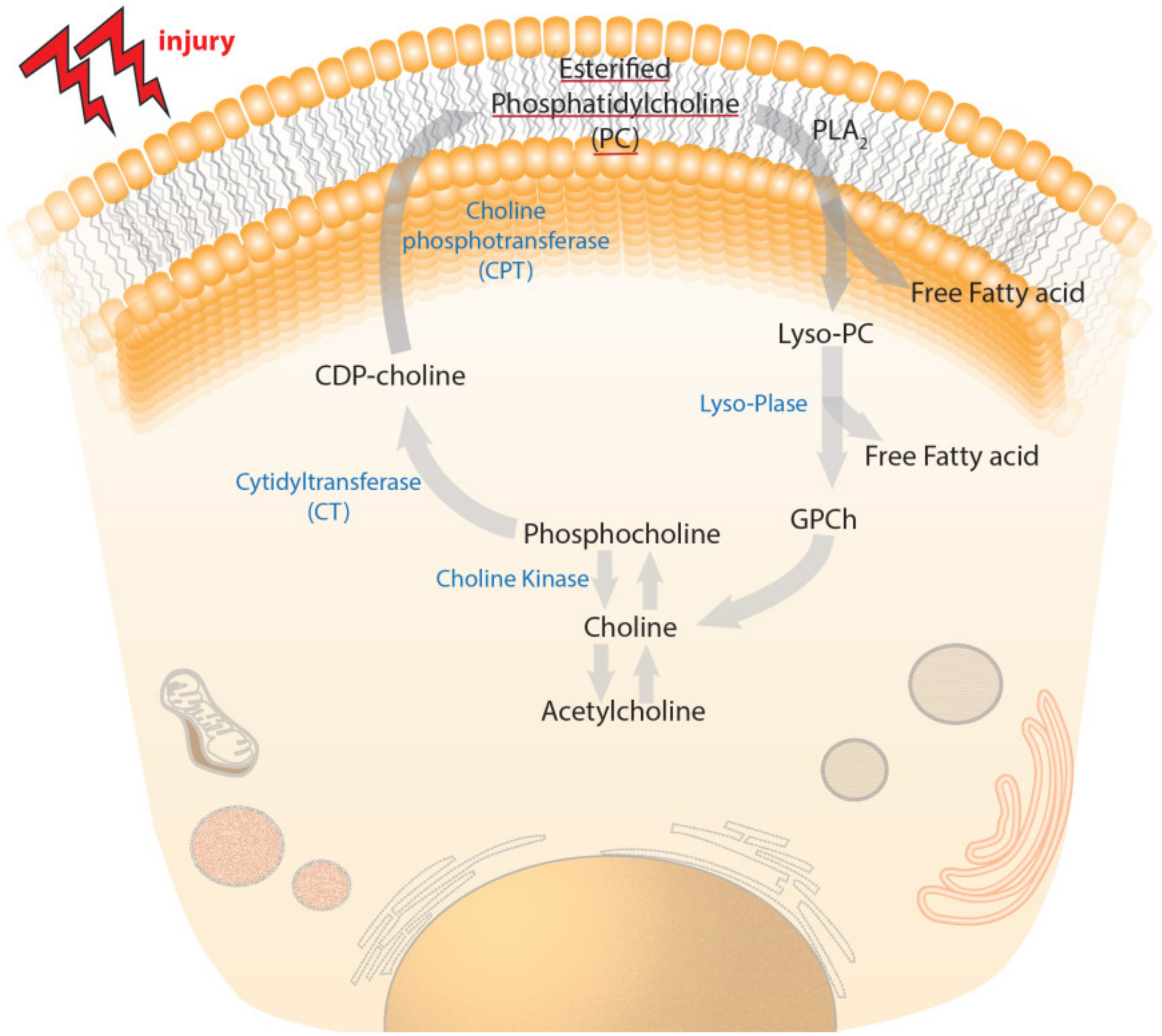 Ijms 22 11313 g004 Ijms 22 11313 g004