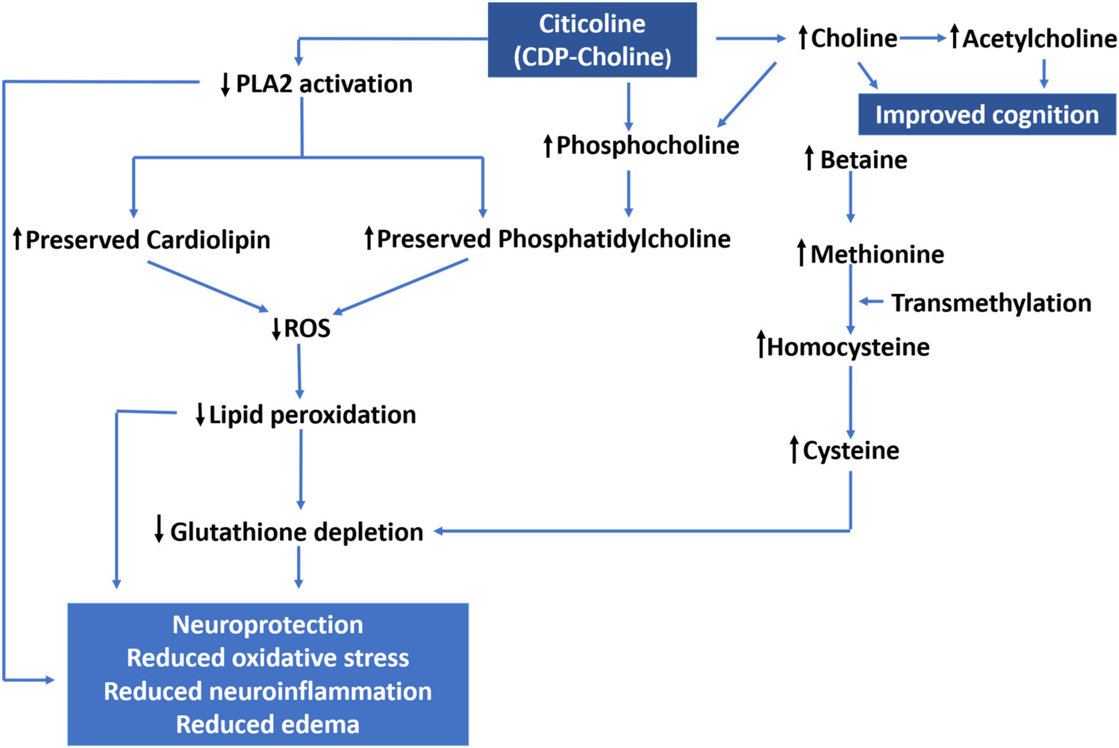 Ijms 22 11313 g007 Ijms 22 11313 g007
