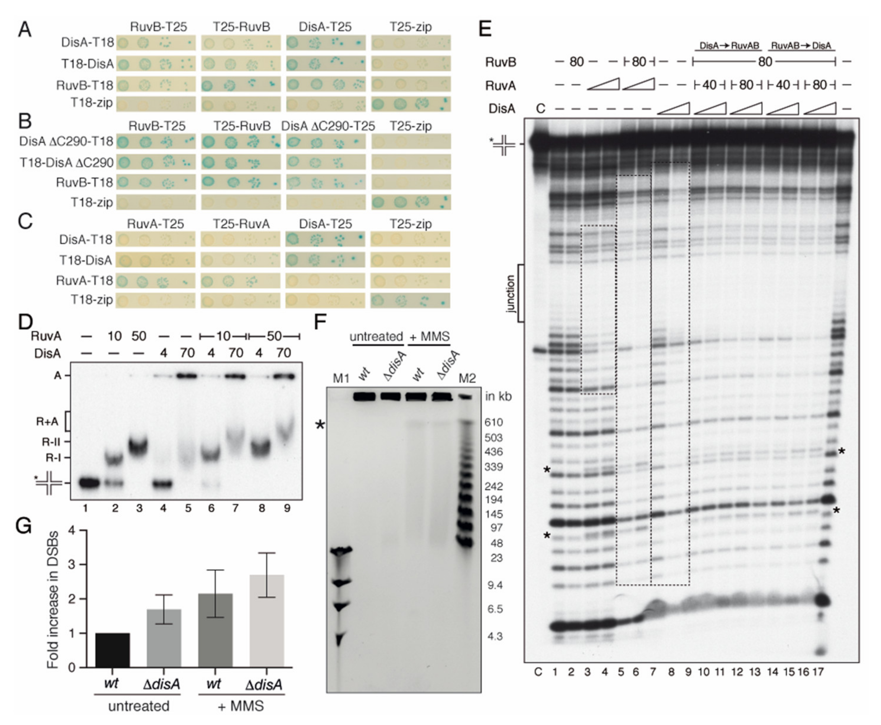 Ijms 22 11323 g002 Ijms 22 11323 g002