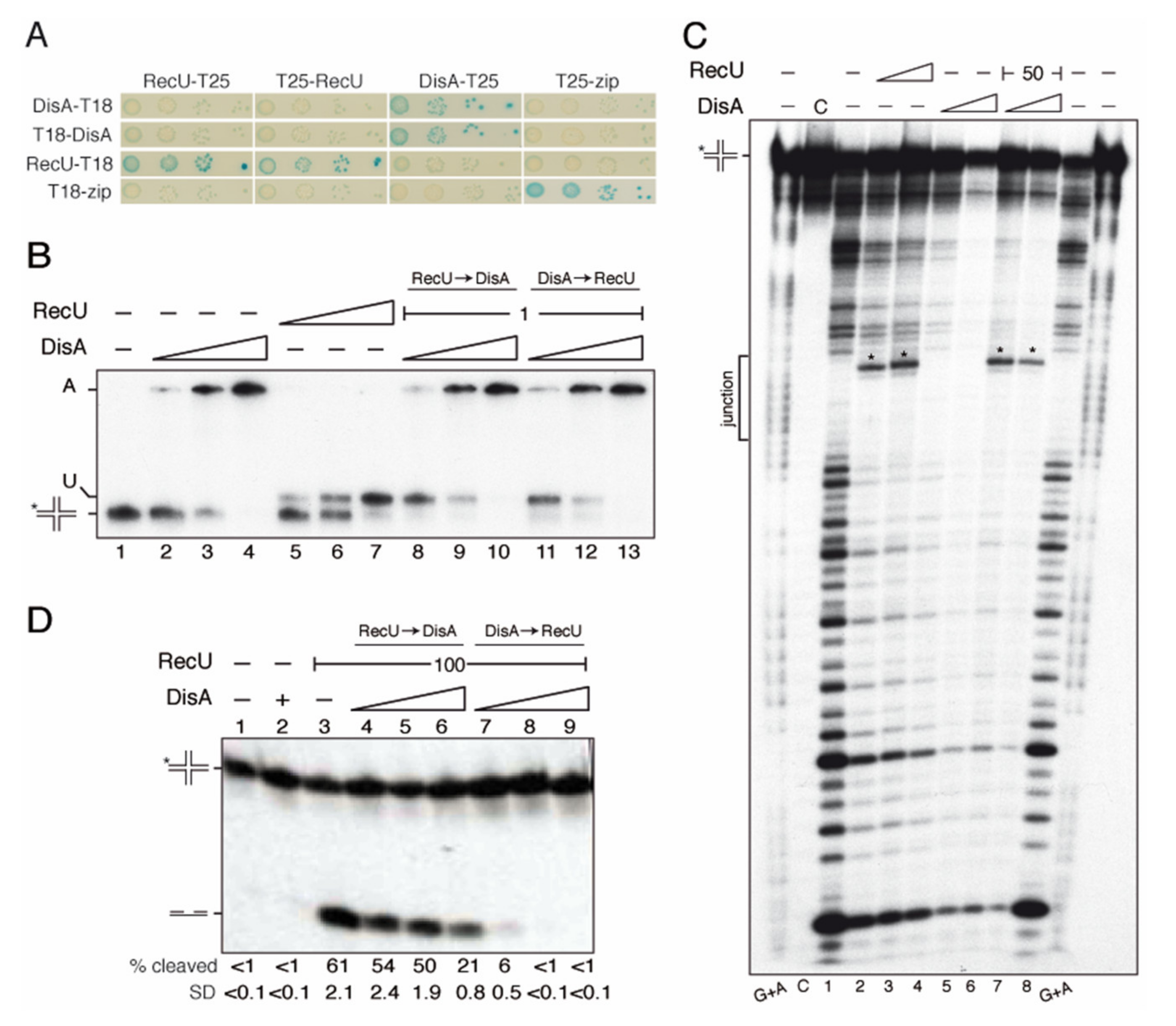 Ijms 22 11323 g005 Ijms 22 11323 g005