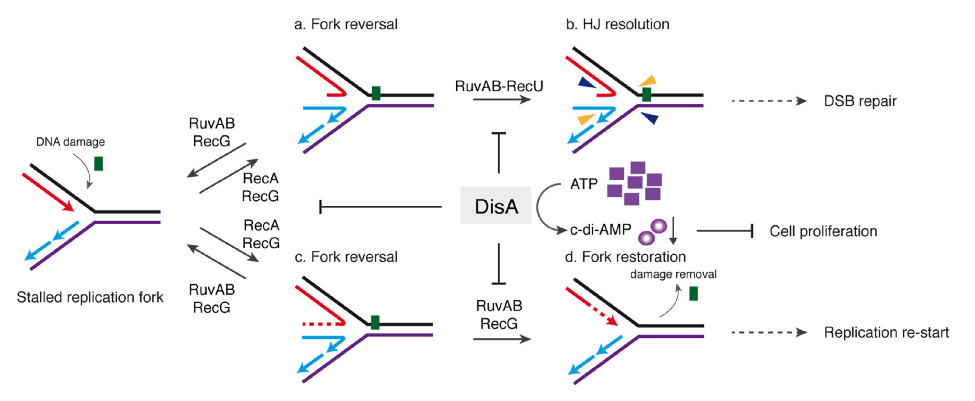 Ijms 22 11323 g007 Ijms 22 11323 g007