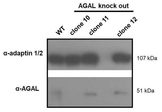 Ijms 22 11339 g0a1 550