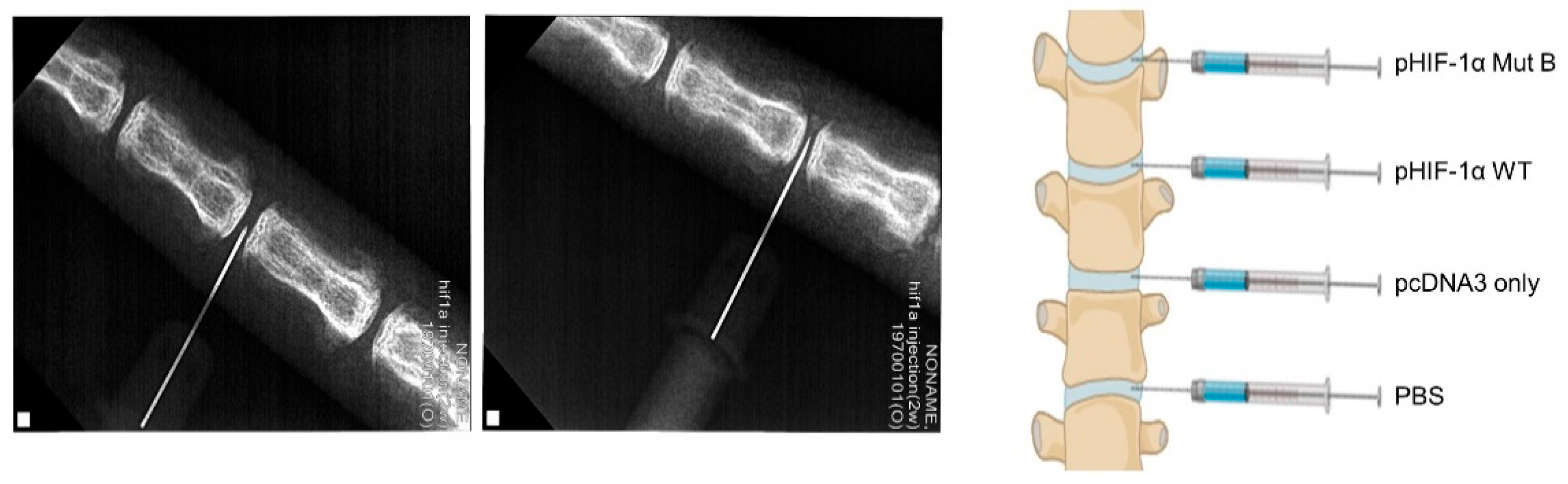 Ijms 22 11355 g005 Ijms 22 11355 g005