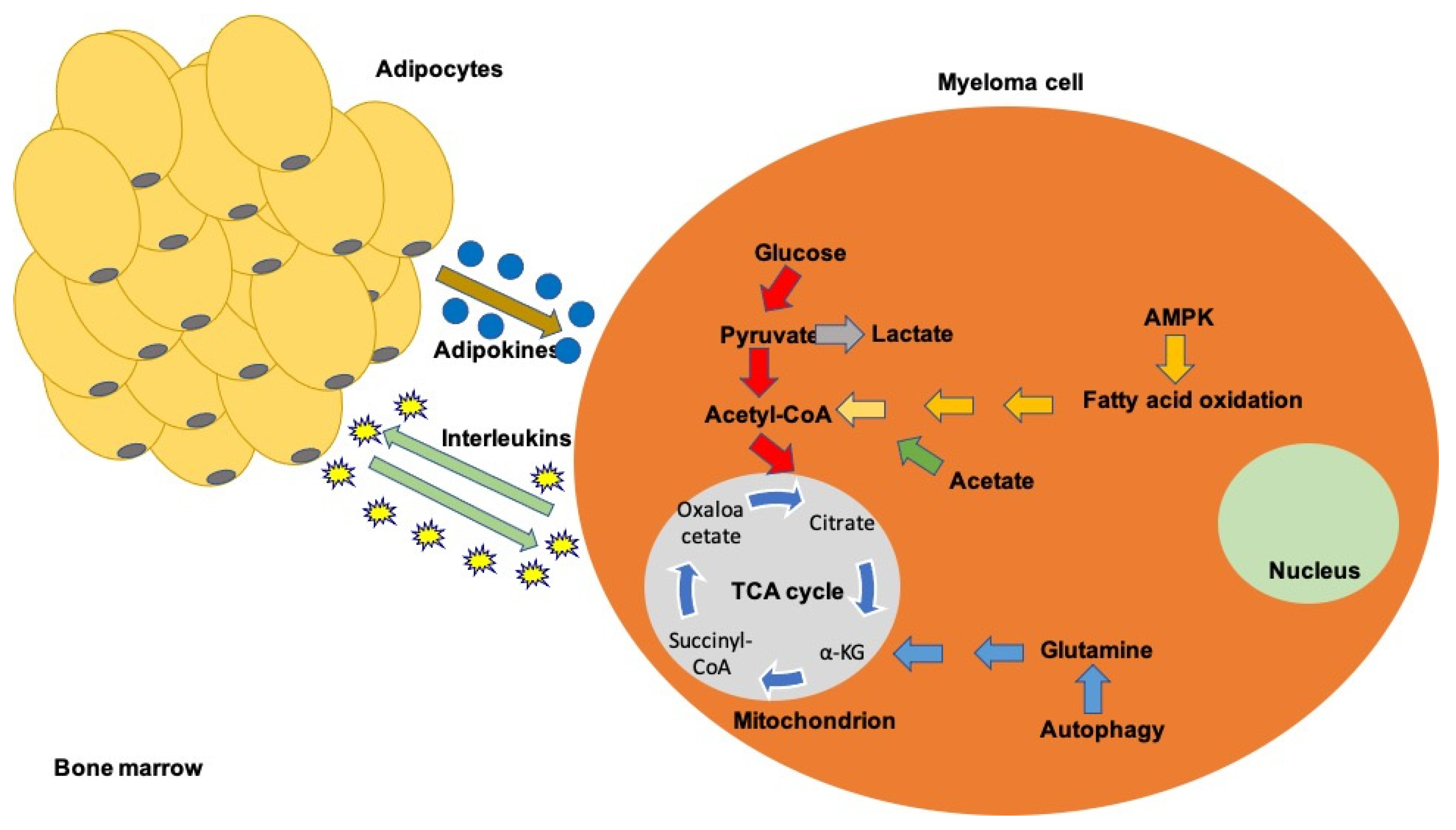 Ijms 22 11430 g001 Ijms 22 11430 g001